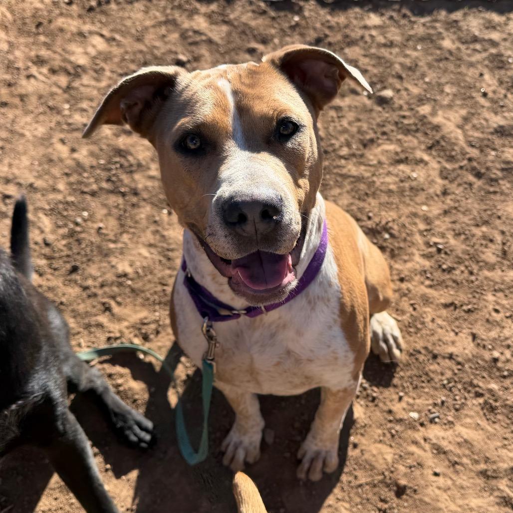 Coco, Adoptable, Adult Female Pit Bull Terrier.