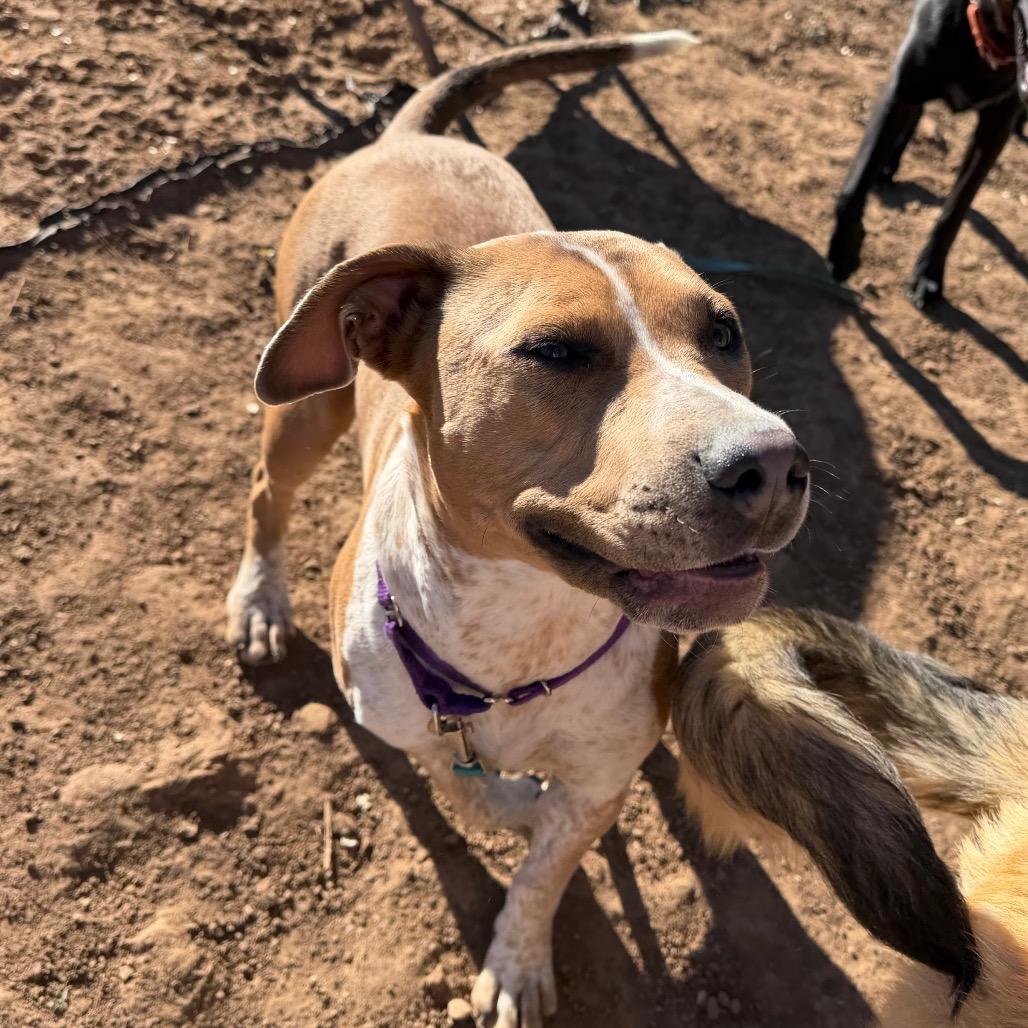 Enlarge Coco, a Adoptable Pit Bull Terrier in Durango, CO image 2/6