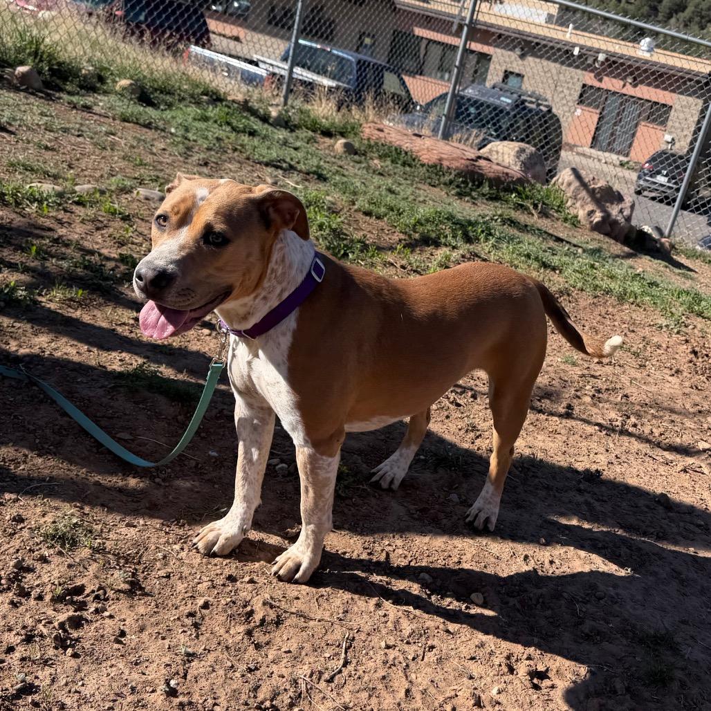 Enlarge Coco, a Adoptable Pit Bull Terrier in Durango, CO image 3/6