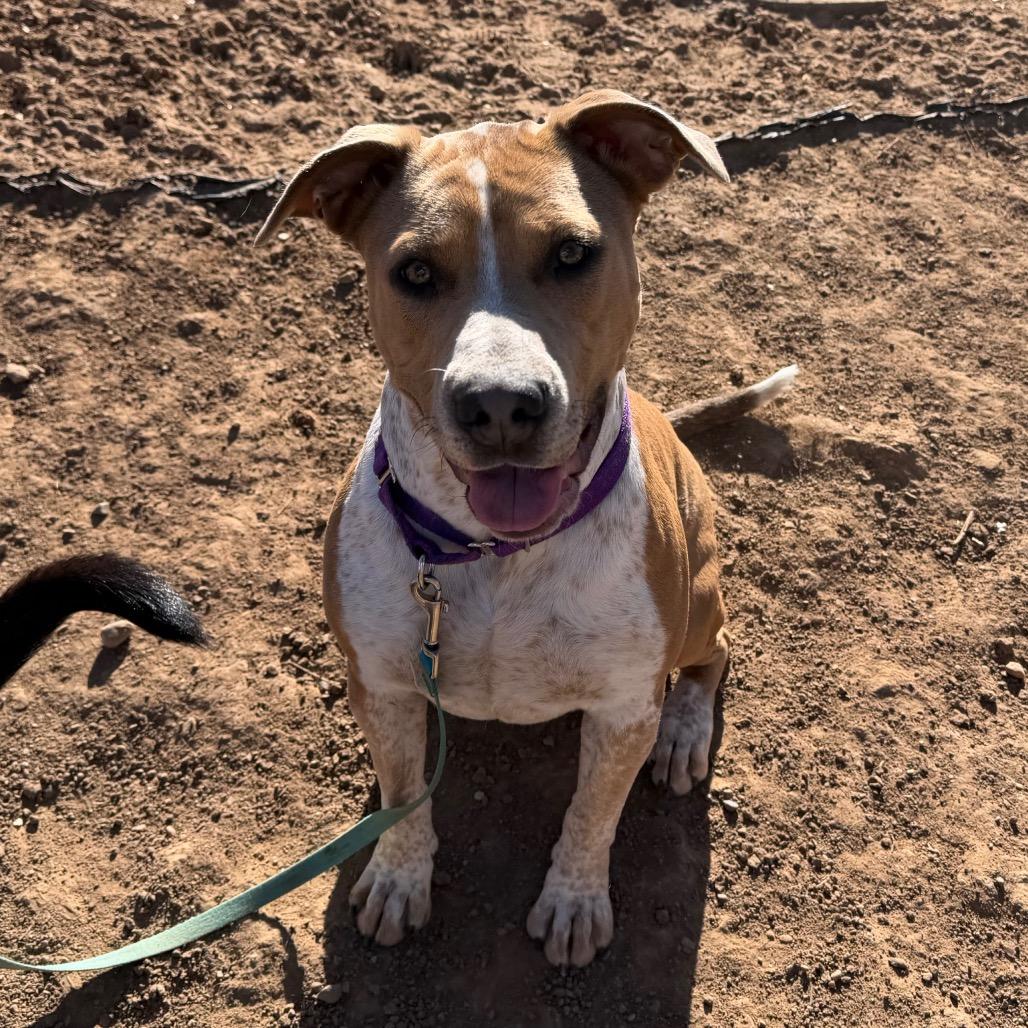 Enlarge Coco, a Adoptable Pit Bull Terrier in Durango, CO image 4/6