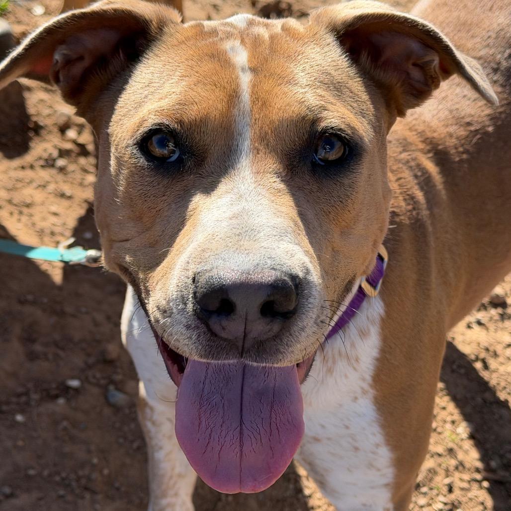 Enlarge Coco, a Adoptable Pit Bull Terrier in Durango, CO image 5/6