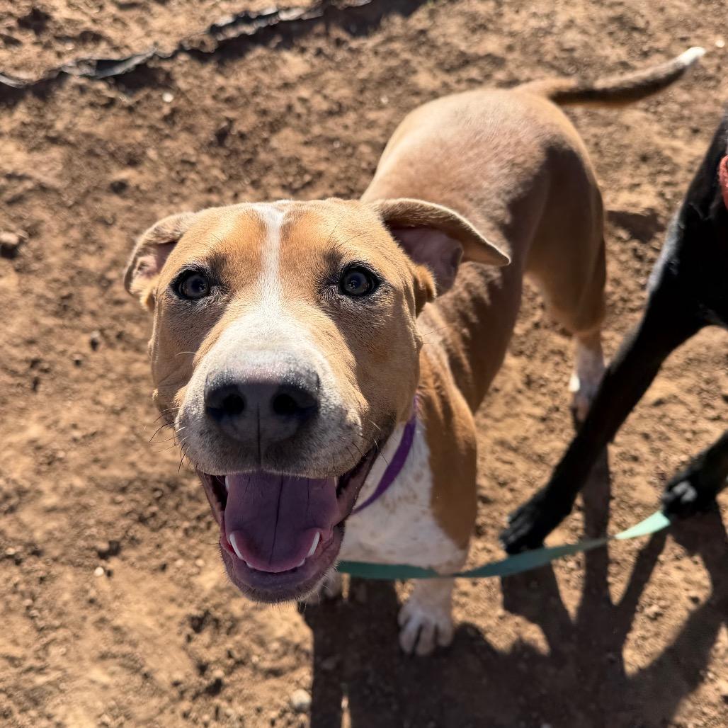 Enlarge Coco, a Adoptable Pit Bull Terrier in Durango, CO image 6/6
