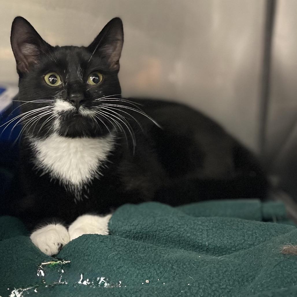 Bob, Adoptable, Kitten Male Domestic Short Hair.