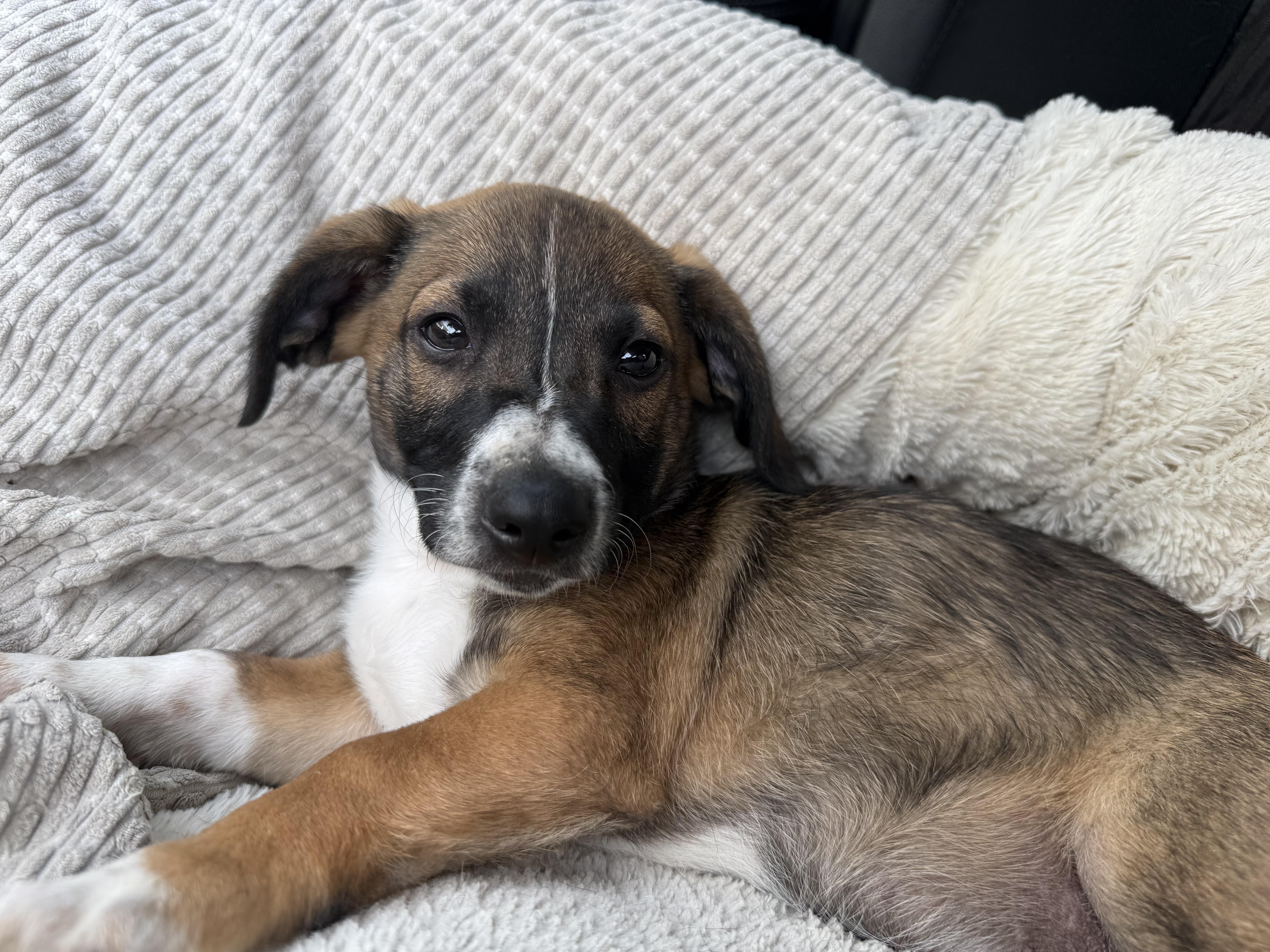Linus, ADOPTABLE, Puppy Male Beagle.