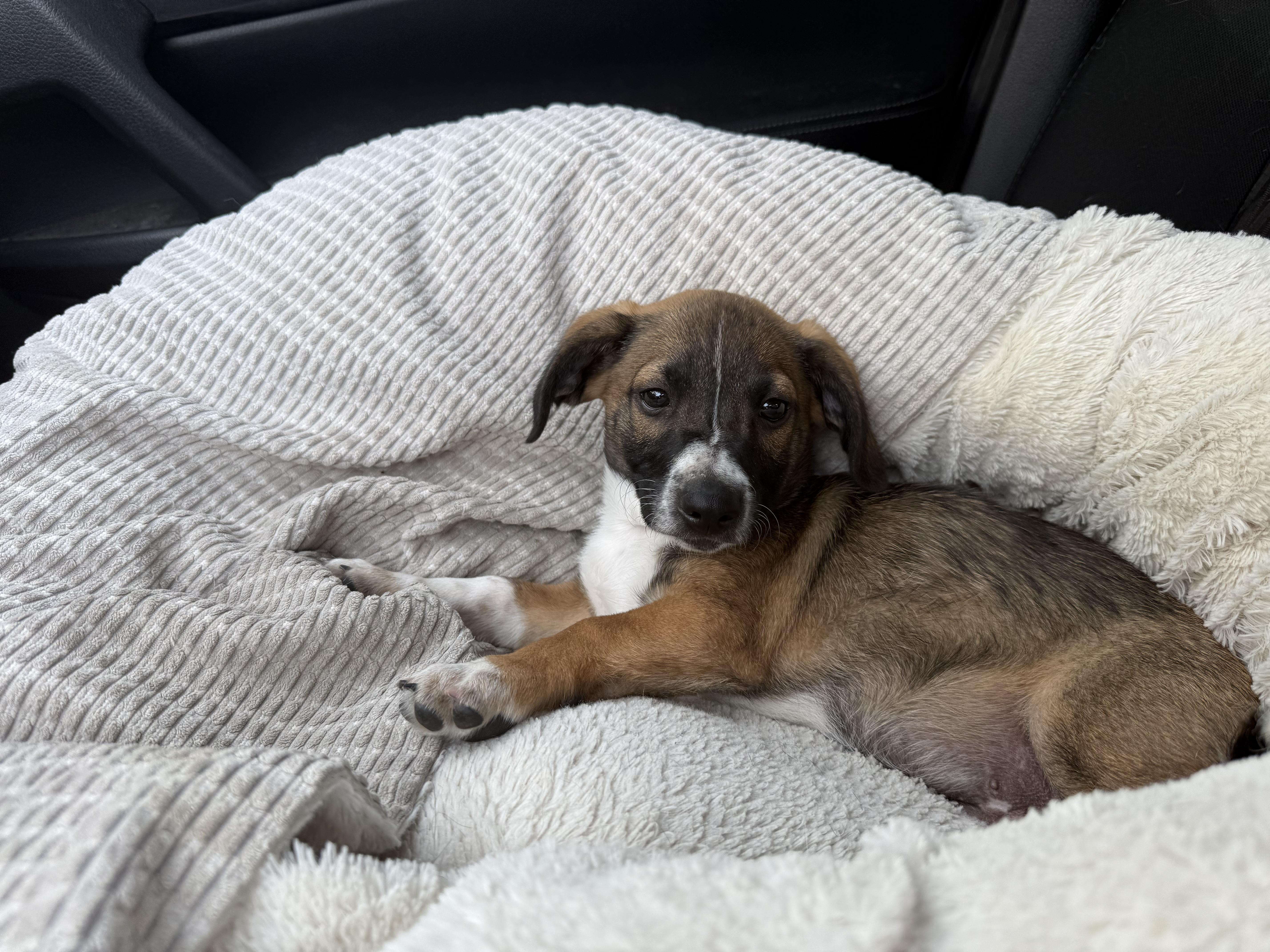 Enlarge Linus, a ADOPTABLE mixed breed in Albany, NY image 4/6