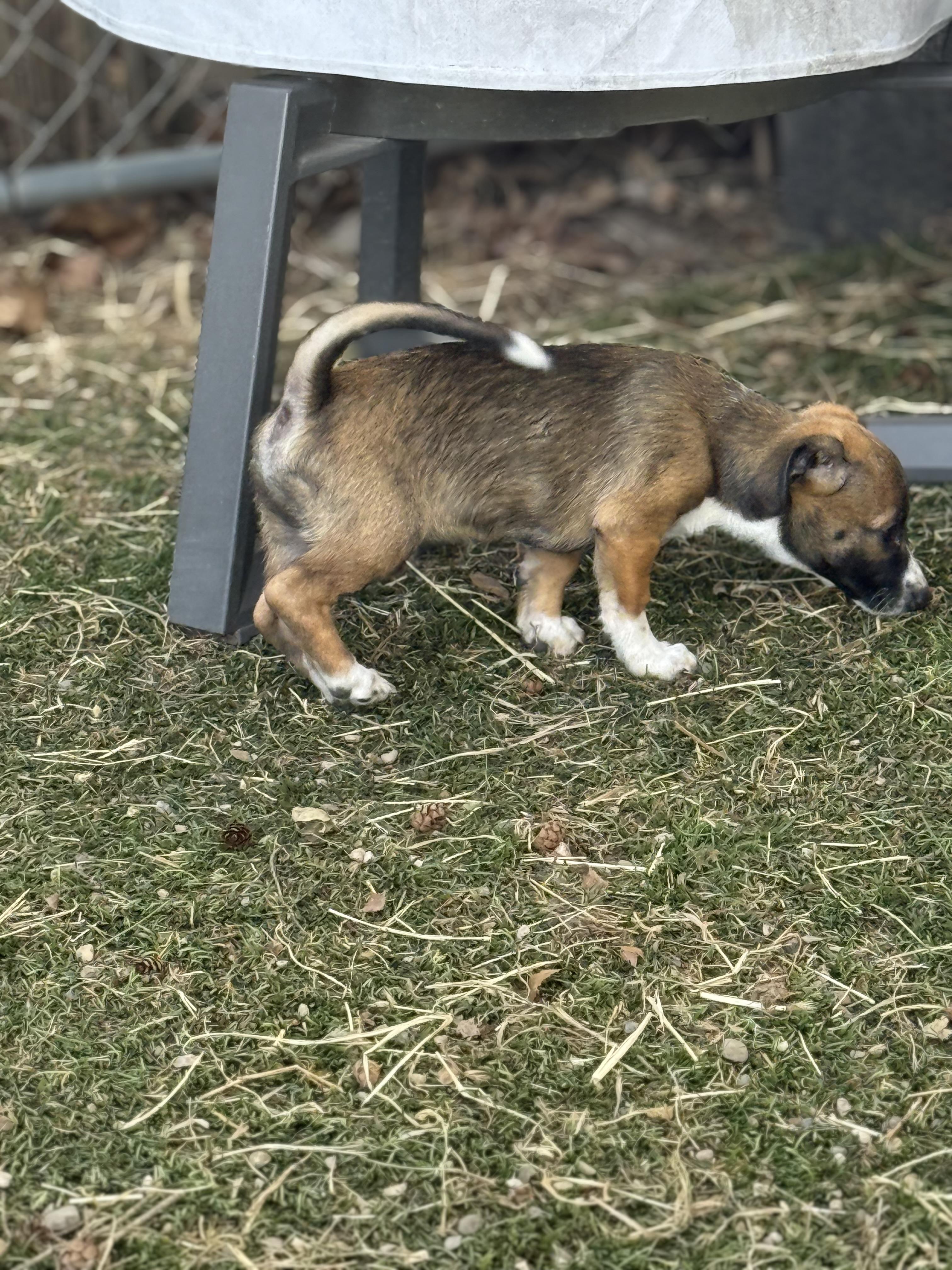 Enlarge Linus, a ADOPTABLE mixed breed in Albany, NY image 3/6