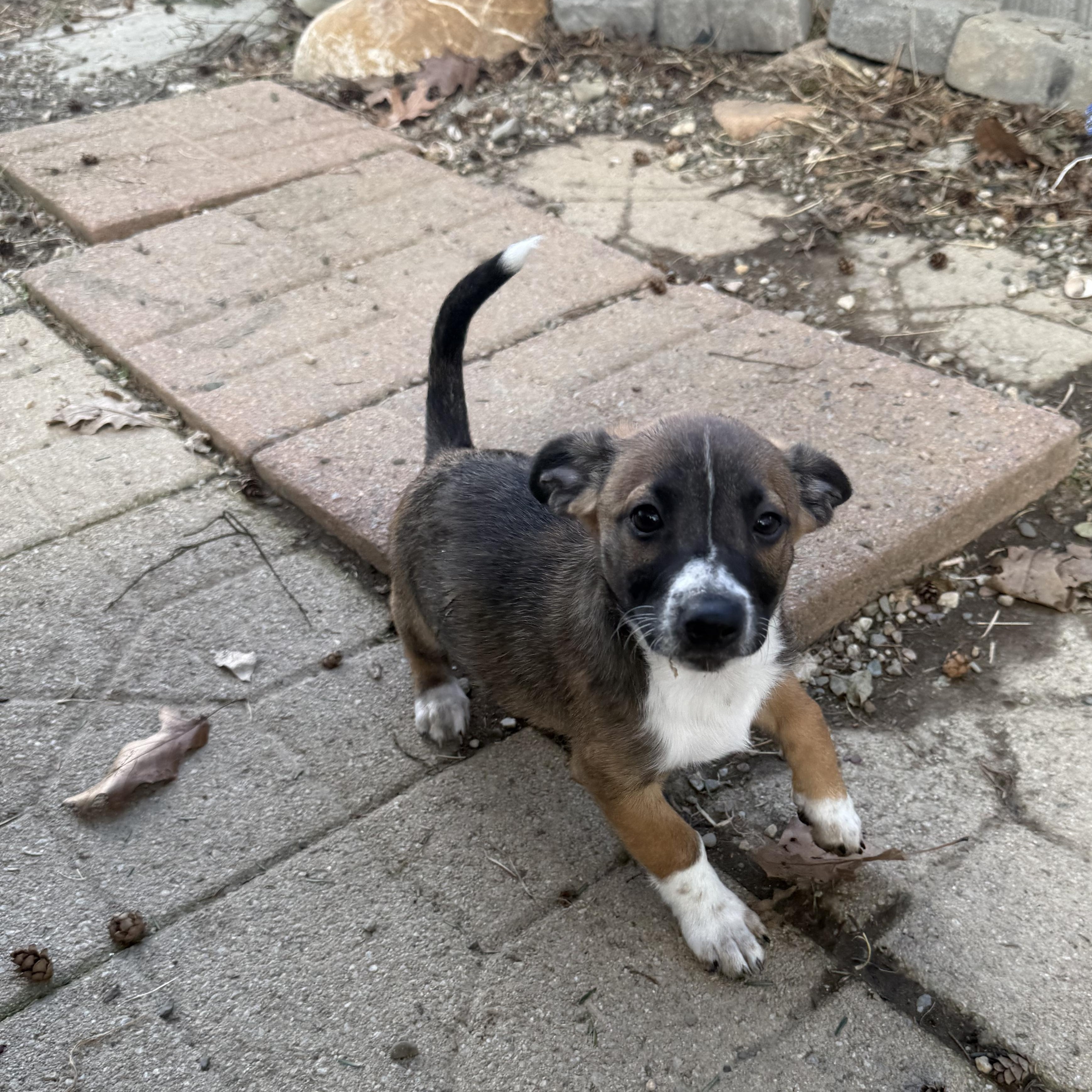 Enlarge Linus, a ADOPTABLE mixed breed in Albany, NY image 5/6
