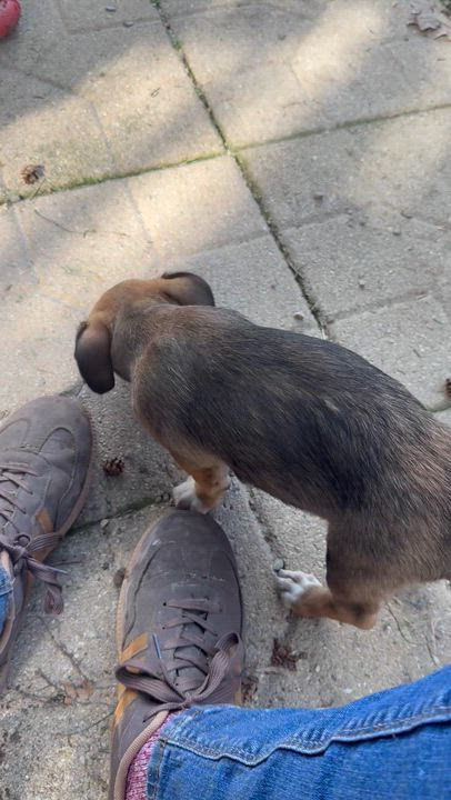 Enlarge Linus, a ADOPTABLE mixed breed in Albany, NY video 6/6