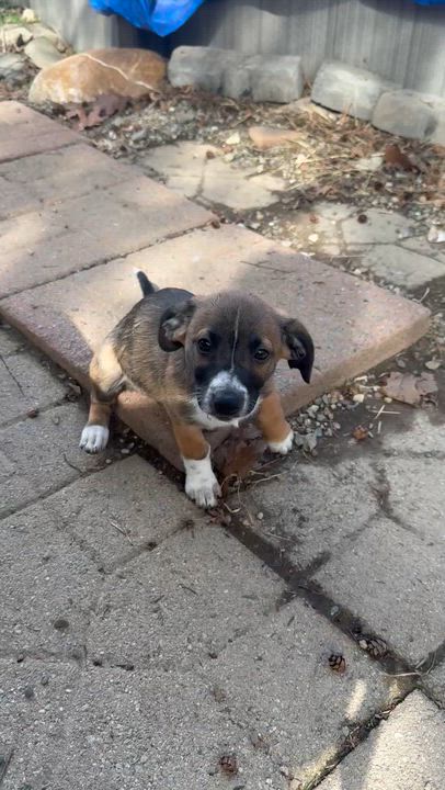 Enlarge Linus, a ADOPTABLE mixed breed in Albany, NY video 2/6