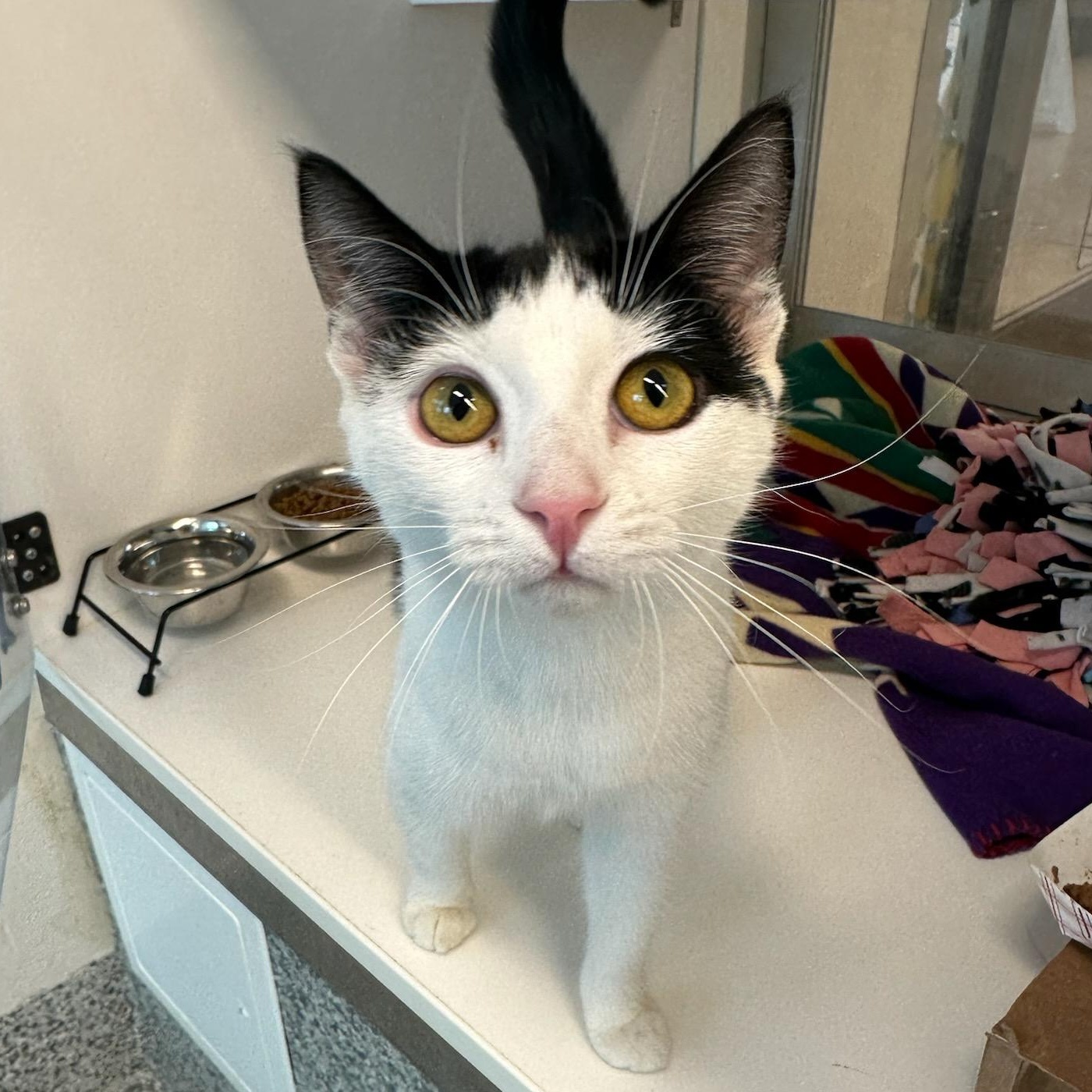 Enlarge TT (ID 49739/4355), a Adoptable Domestic Short Hair in Manassas, VA image 1/1