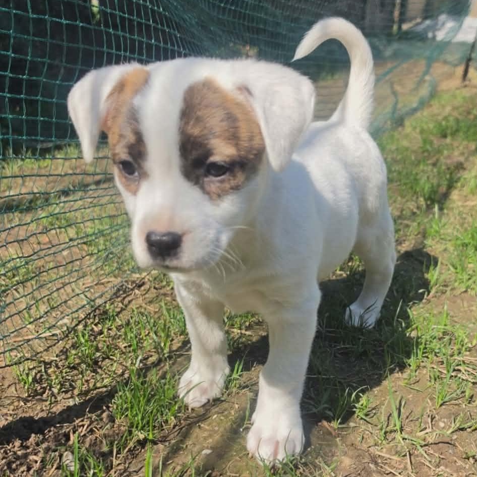 Stella, ADOPTABLE, Puppy Female Pit Bull Terrier.