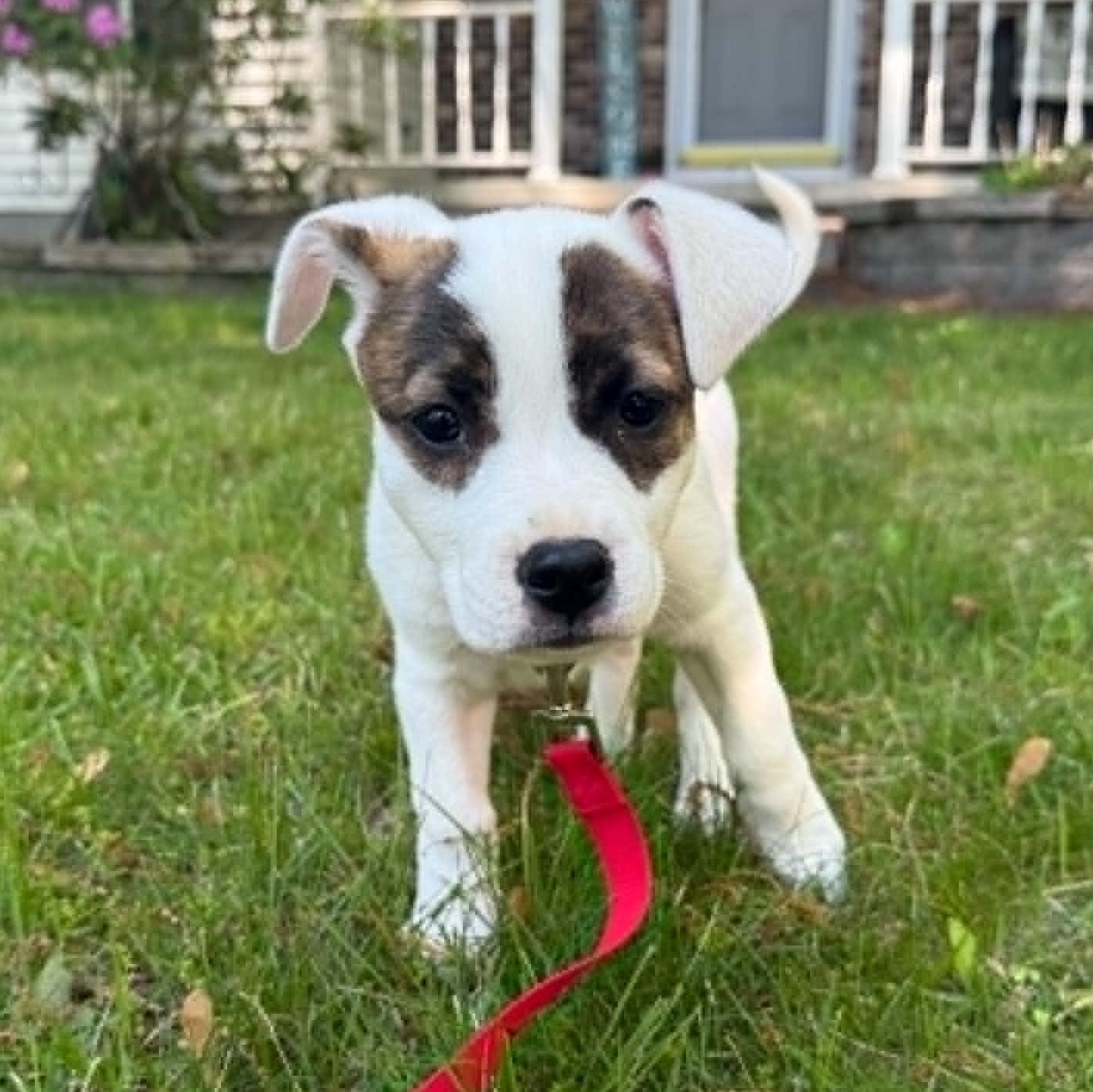 Stella, a ADOPTABLE mixed breed in Schenectady, NY image 5/5