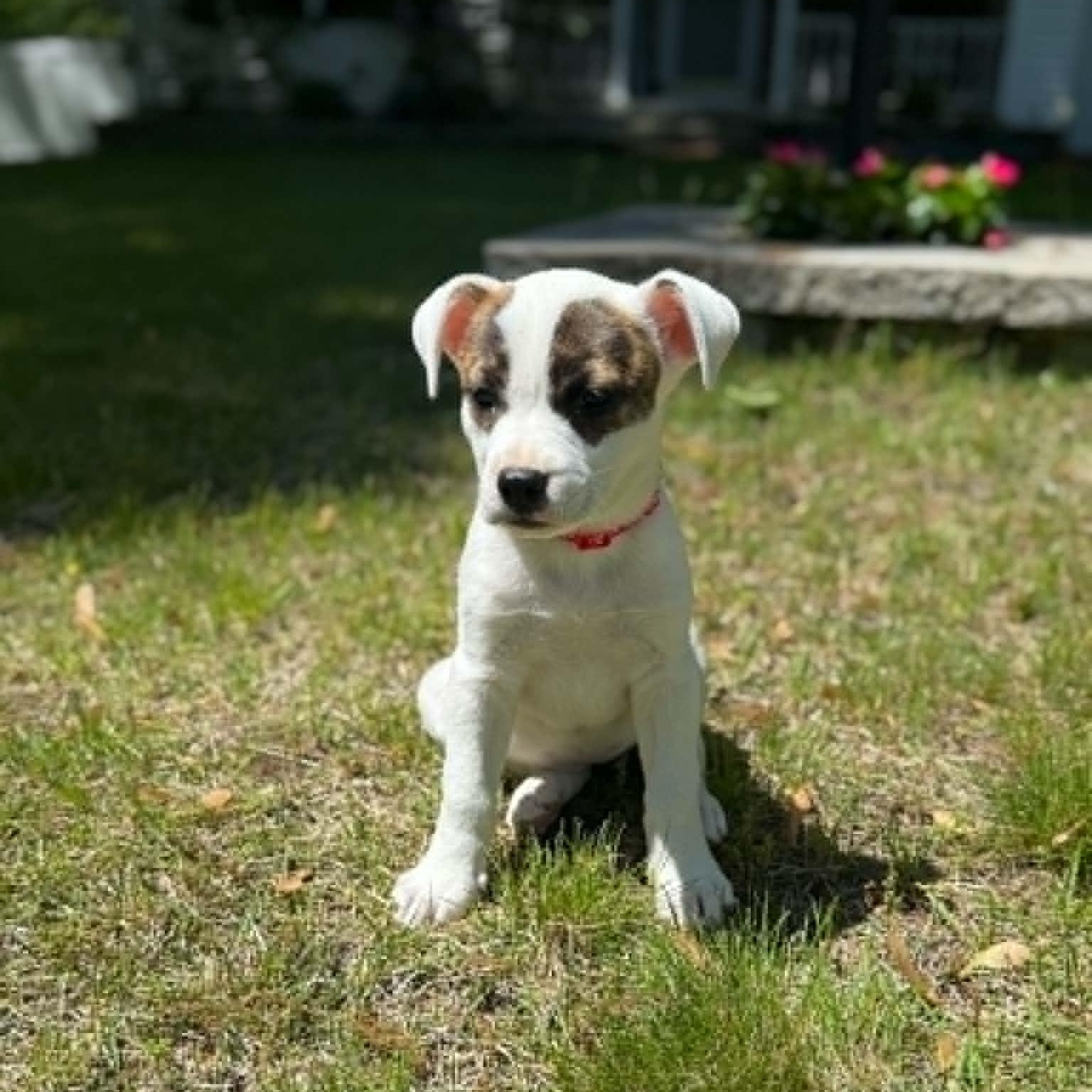 Stella, a ADOPTABLE mixed breed in Schenectady, NY image 4/5