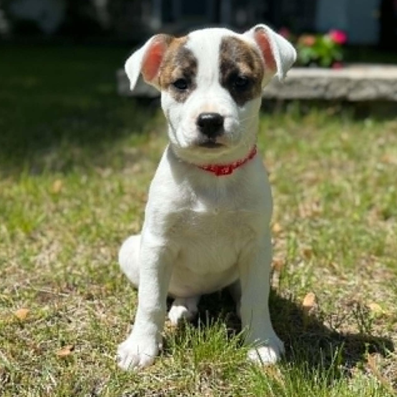 Stella, ADOPTABLE, Puppy Female Pit Bull Terrier.