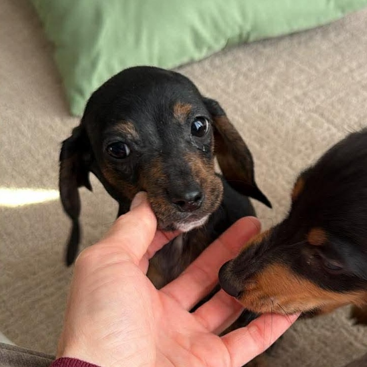 Murray--Adoption Pending , Adoptable, Puppy Male Dachshund.