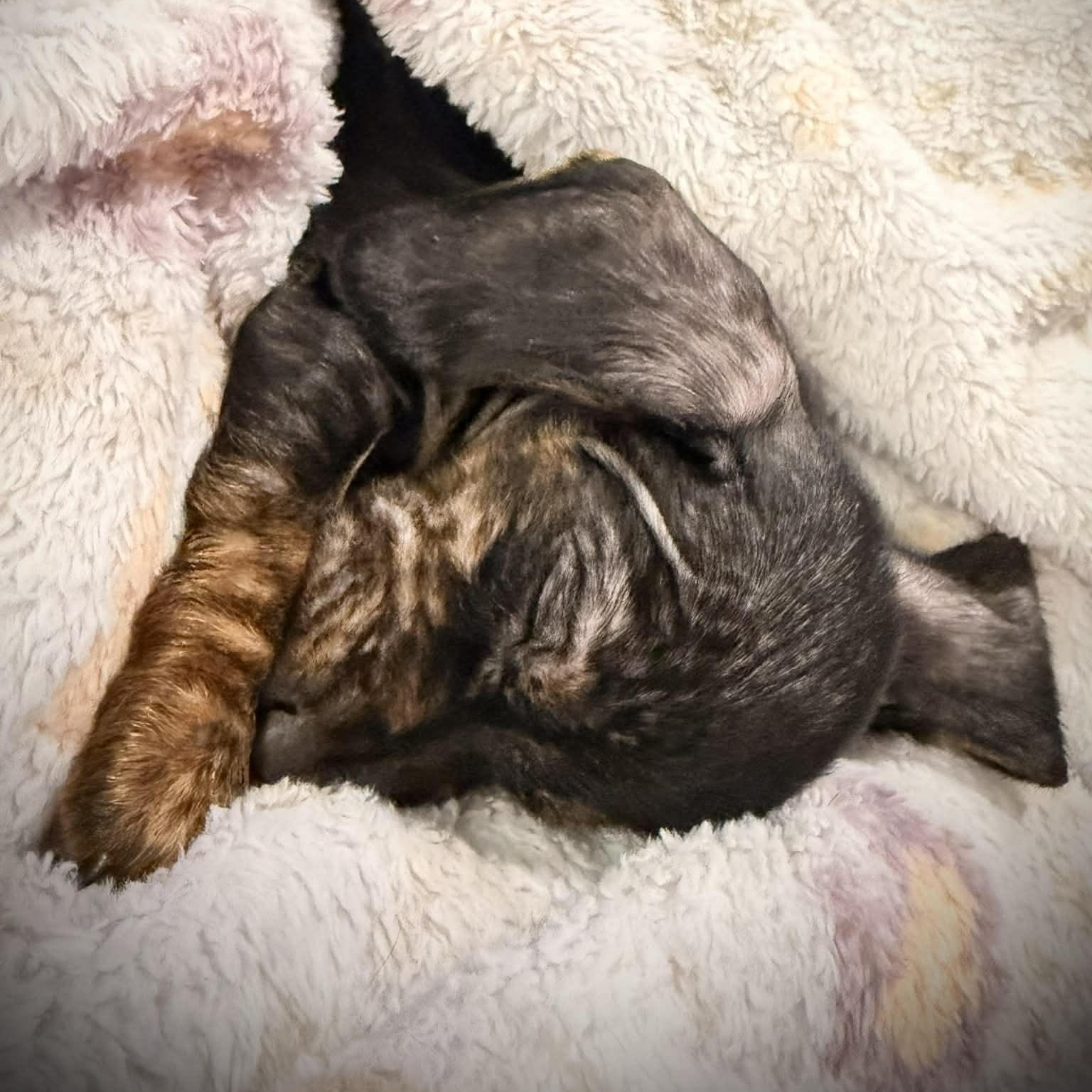 Enlarge Murray--Adoption Pending , a Adoptable Dachshund in Omaha, NE image 2/3