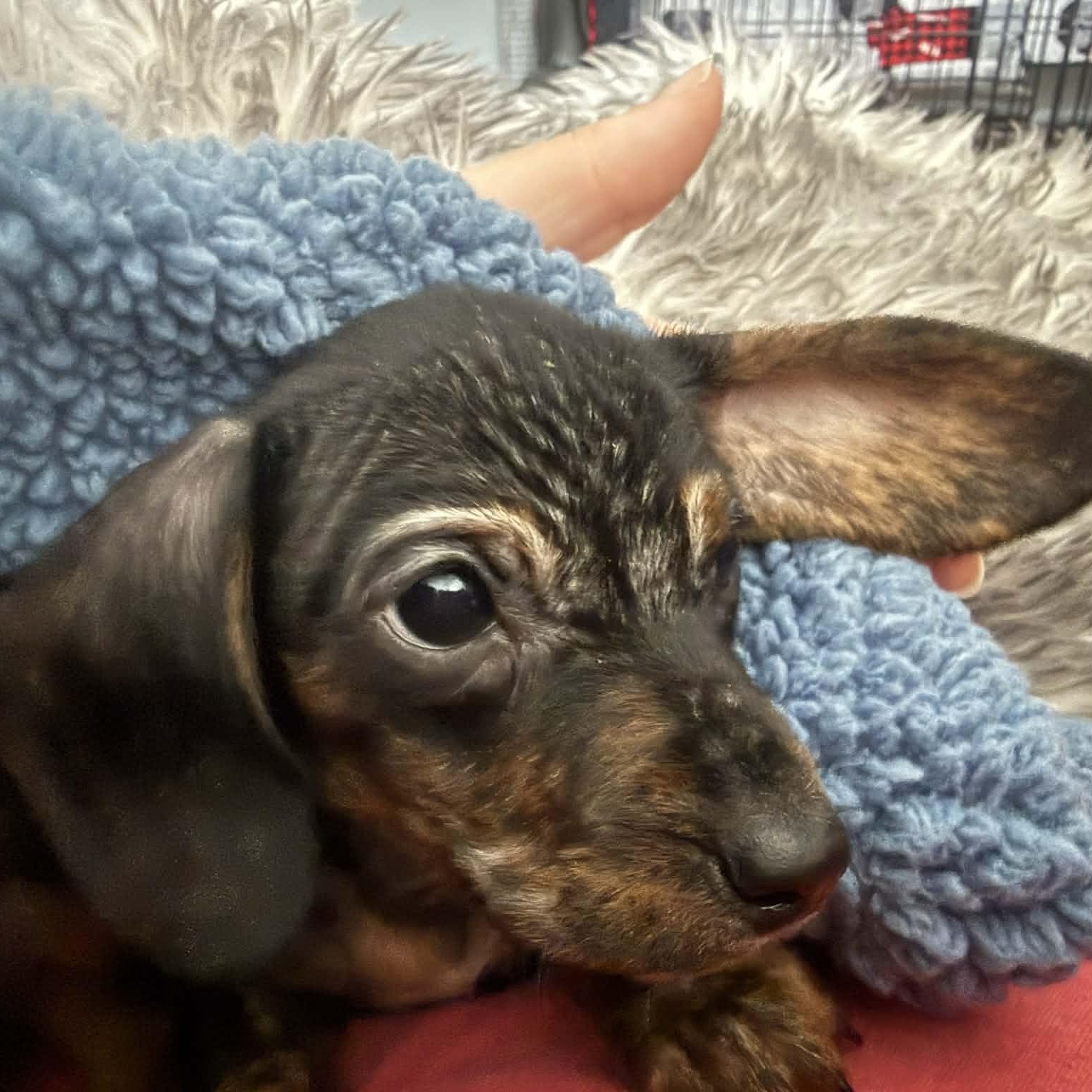 Enlarge Murray--Adoption Pending , a Adoptable Dachshund in Omaha, NE image 3/3