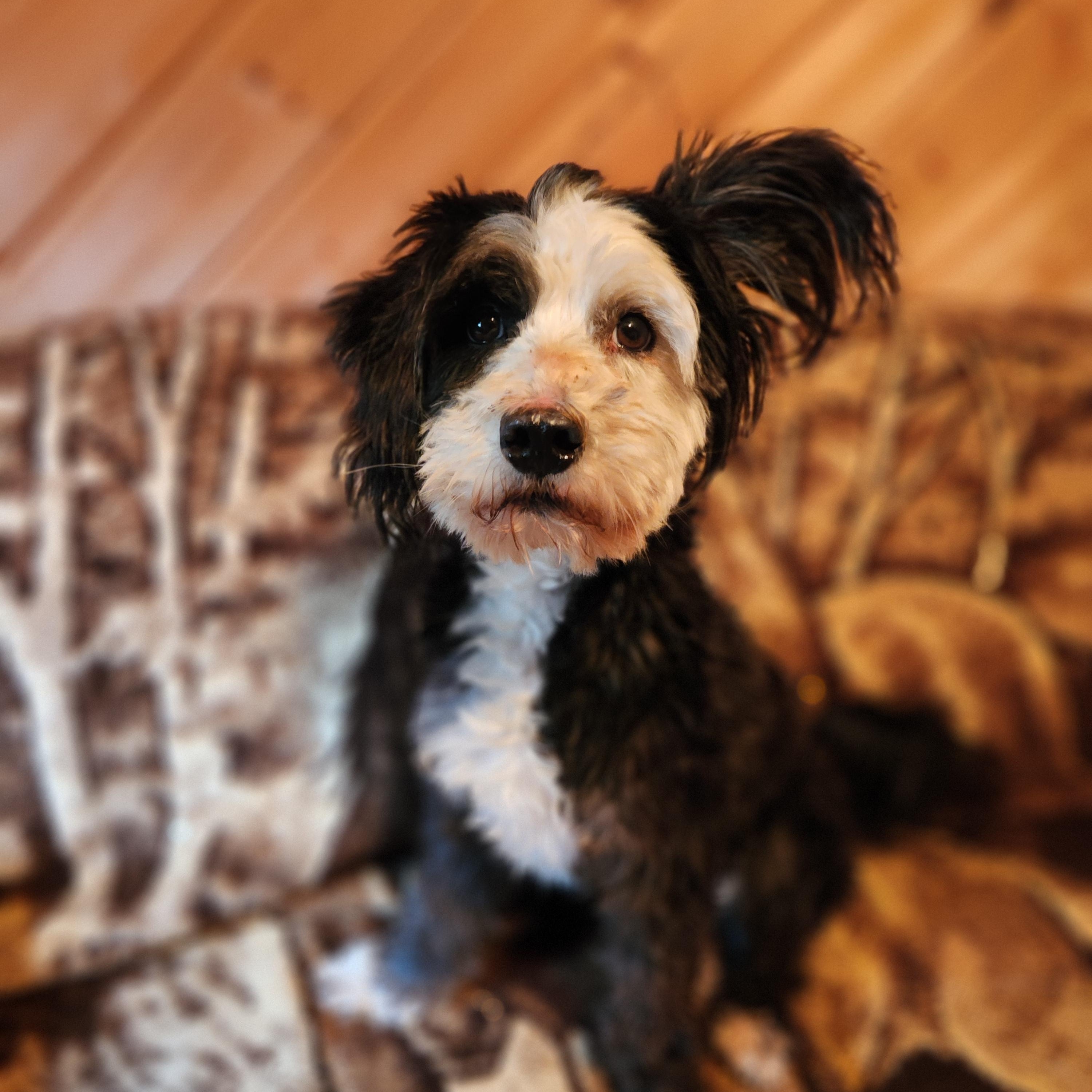 Enlarge Peppy, a Adopted mixed breed in Goldendale, WA image 4/5