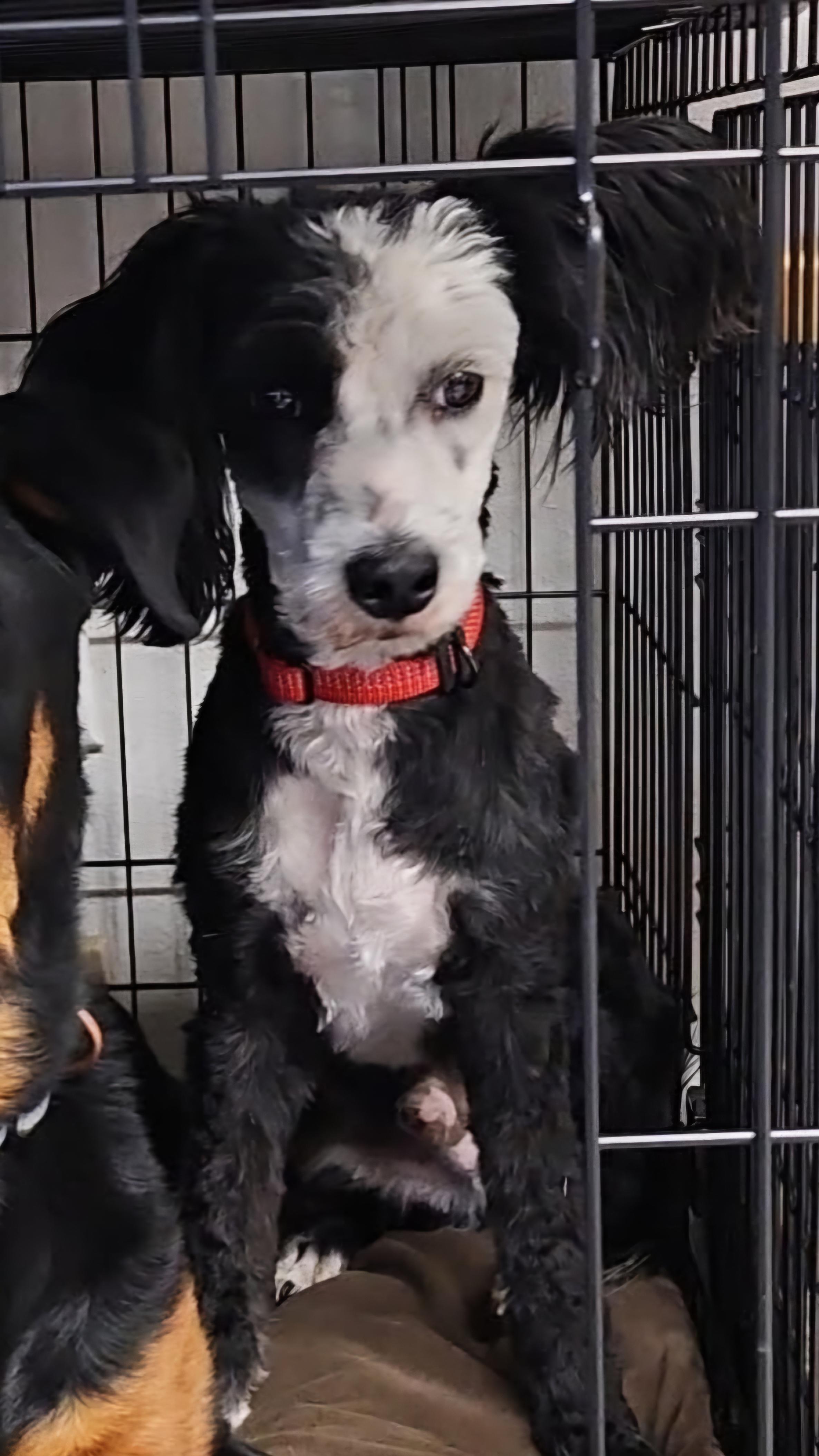 Peppy, Adopted, Adult Male Miniature Poodle & Chinese Crested Dog.