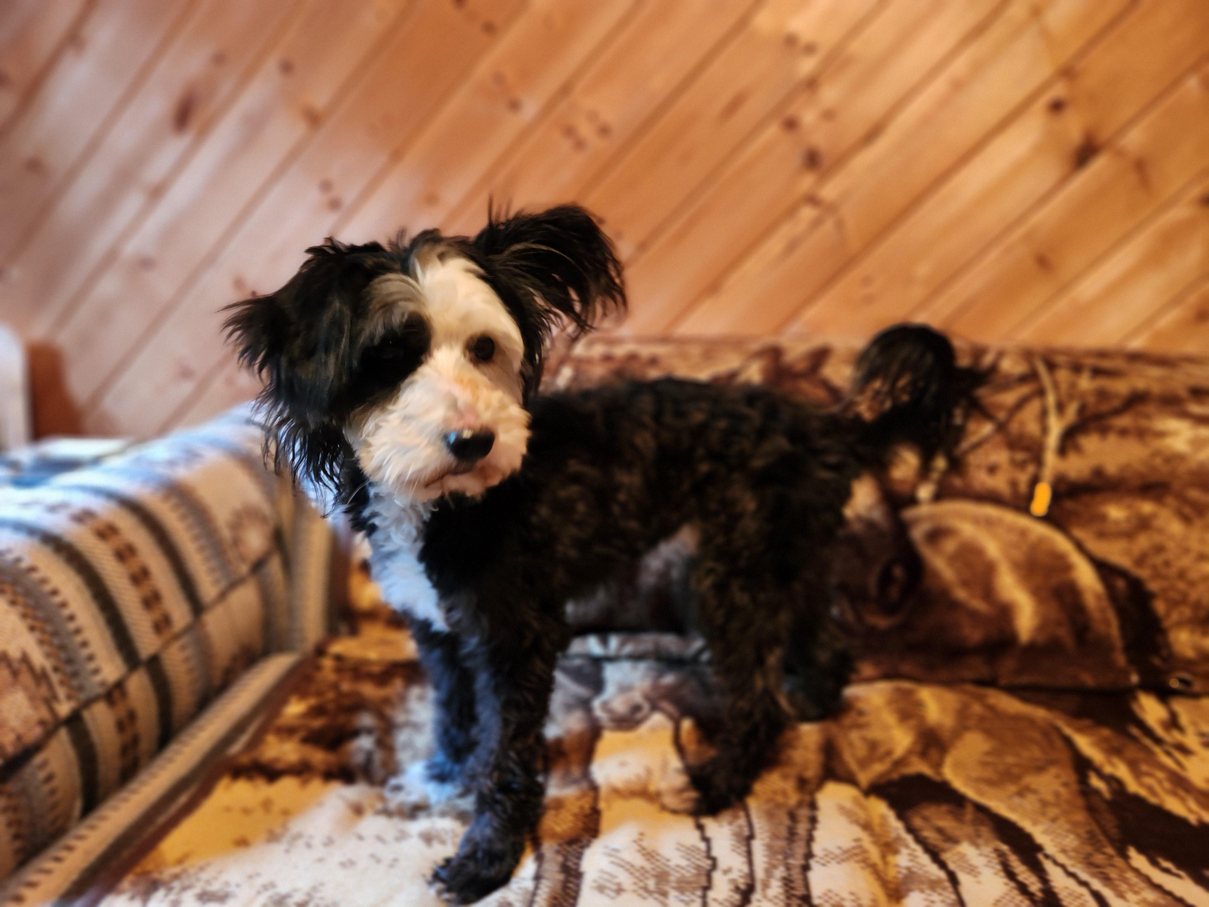 Enlarge Peppy, a Adopted mixed breed in Goldendale, WA image 3/5