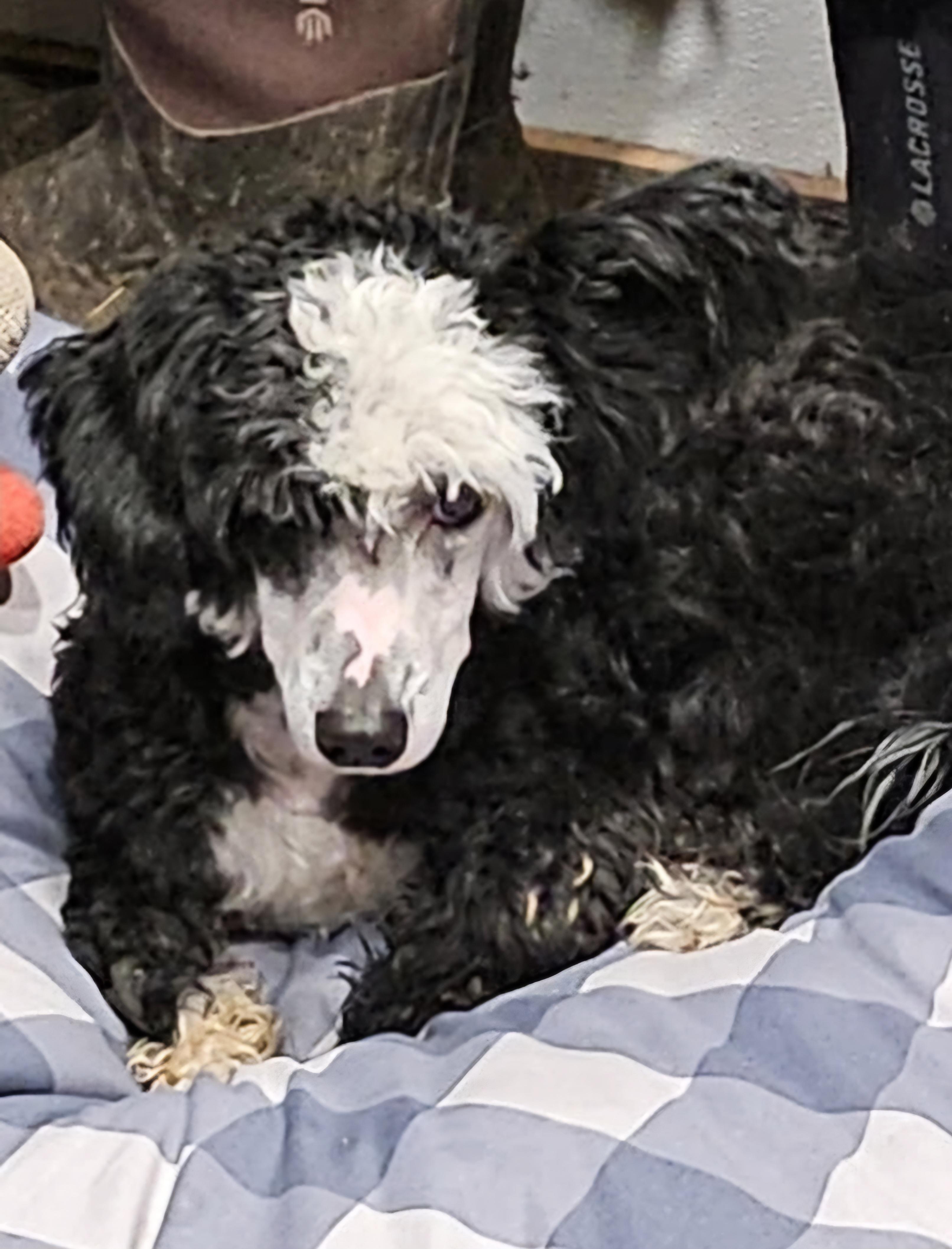 Enlarge Peppy, a Adopted mixed breed in Goldendale, WA image 2/5