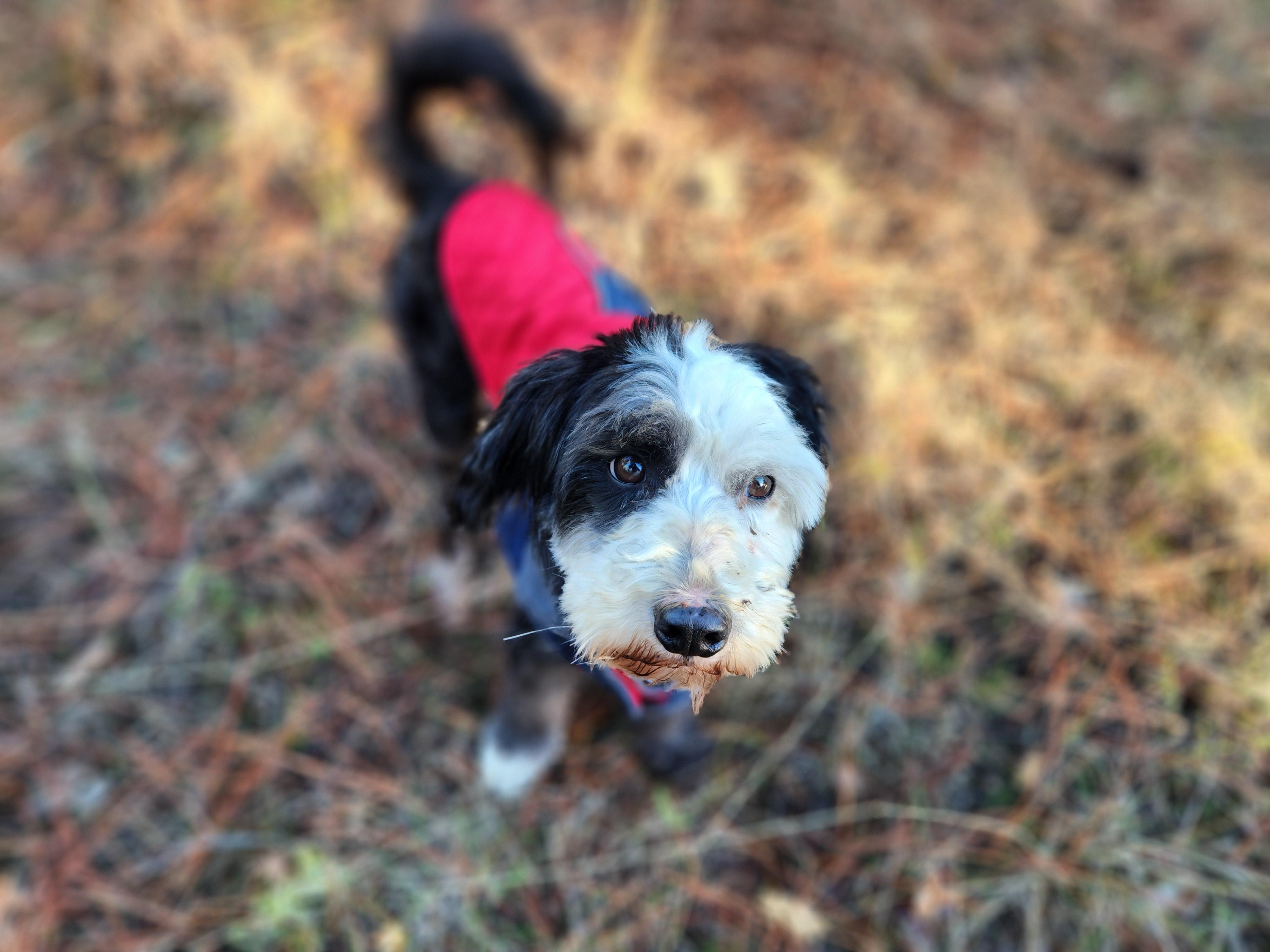 Enlarge Peppy, a Adopted mixed breed in Goldendale, WA image 5/5