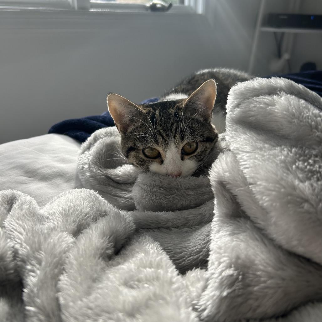 Giggles, a Adoptable Domestic Short Hair in Calverton, NY image 2/6