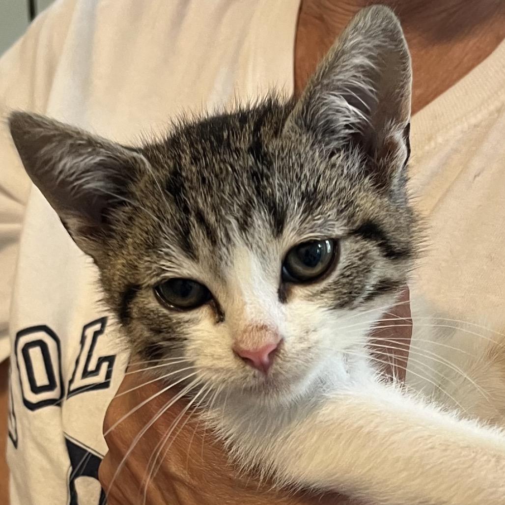 Giggles, a Adoptable Domestic Short Hair in Calverton, NY image 3/6