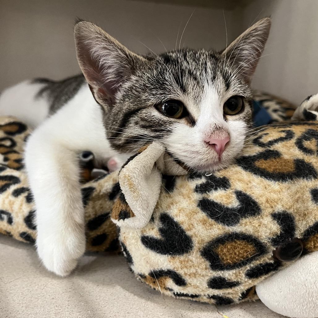 Giggles, a Adoptable Domestic Short Hair in Calverton, NY image 4/6