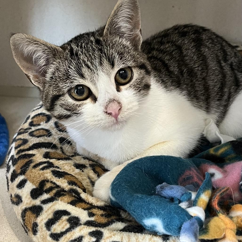 Giggles, a Adoptable Domestic Short Hair in Calverton, NY image 5/6