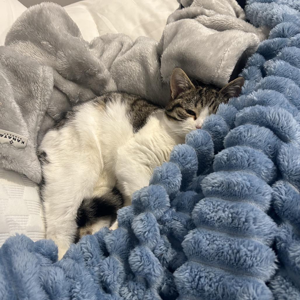 Giggles, a Adoptable Domestic Short Hair in Calverton, NY image 6/6