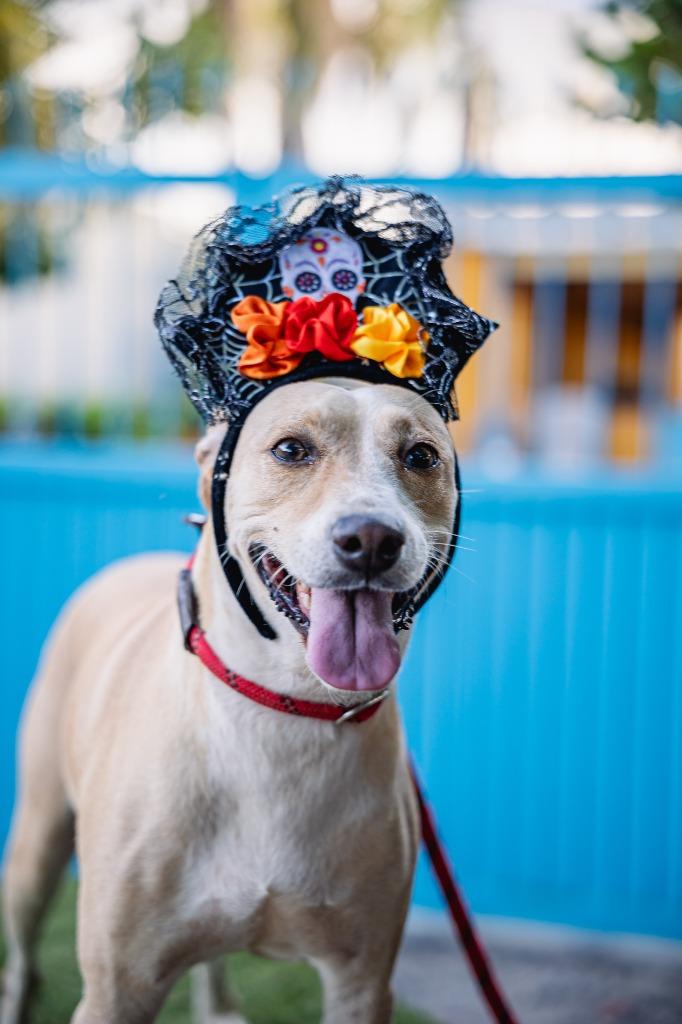 Enlarge Nala, a Adoptable mixed breed in Portland, OR image 1/5