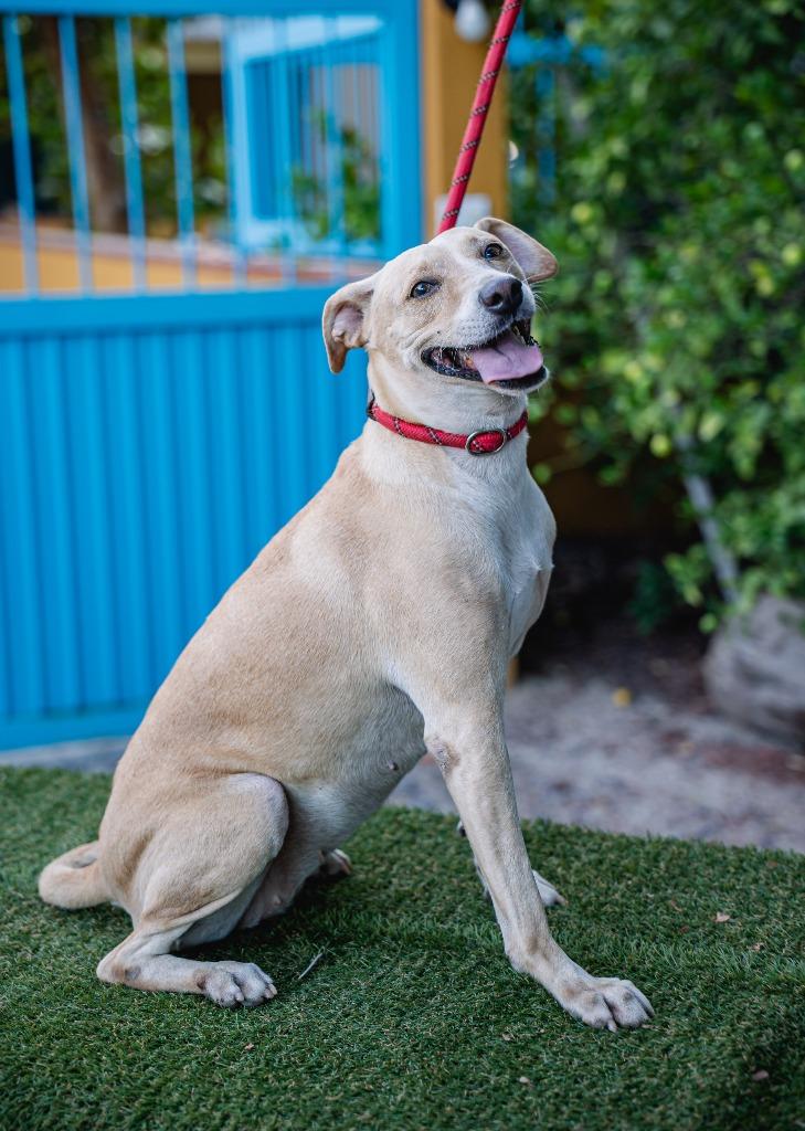 Enlarge Nala, a Adoptable mixed breed in Portland, OR image 2/5