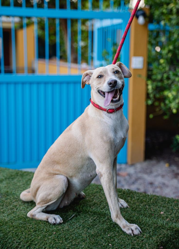 Enlarge Nala, a Adoptable mixed breed in Portland, OR image 3/5