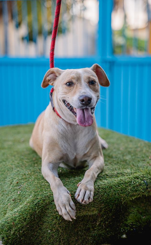 Enlarge Nala, a Adoptable mixed breed in Portland, OR image 4/5