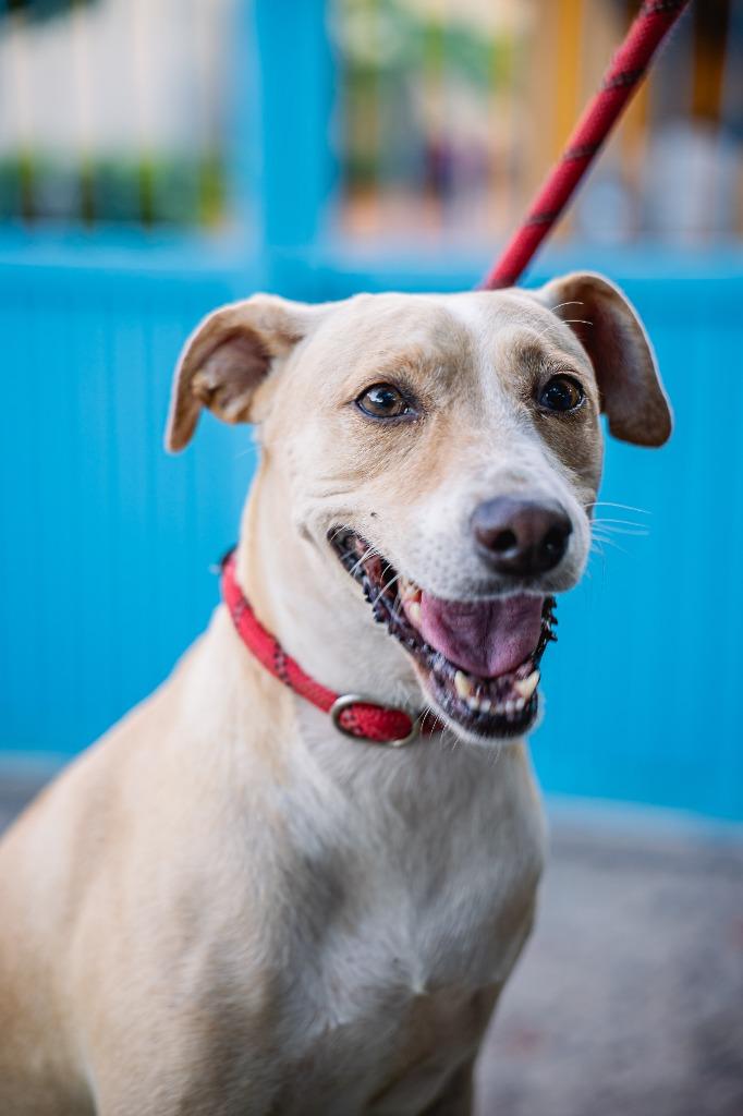 Enlarge Nala, a Adoptable mixed breed in Portland, OR image 5/5
