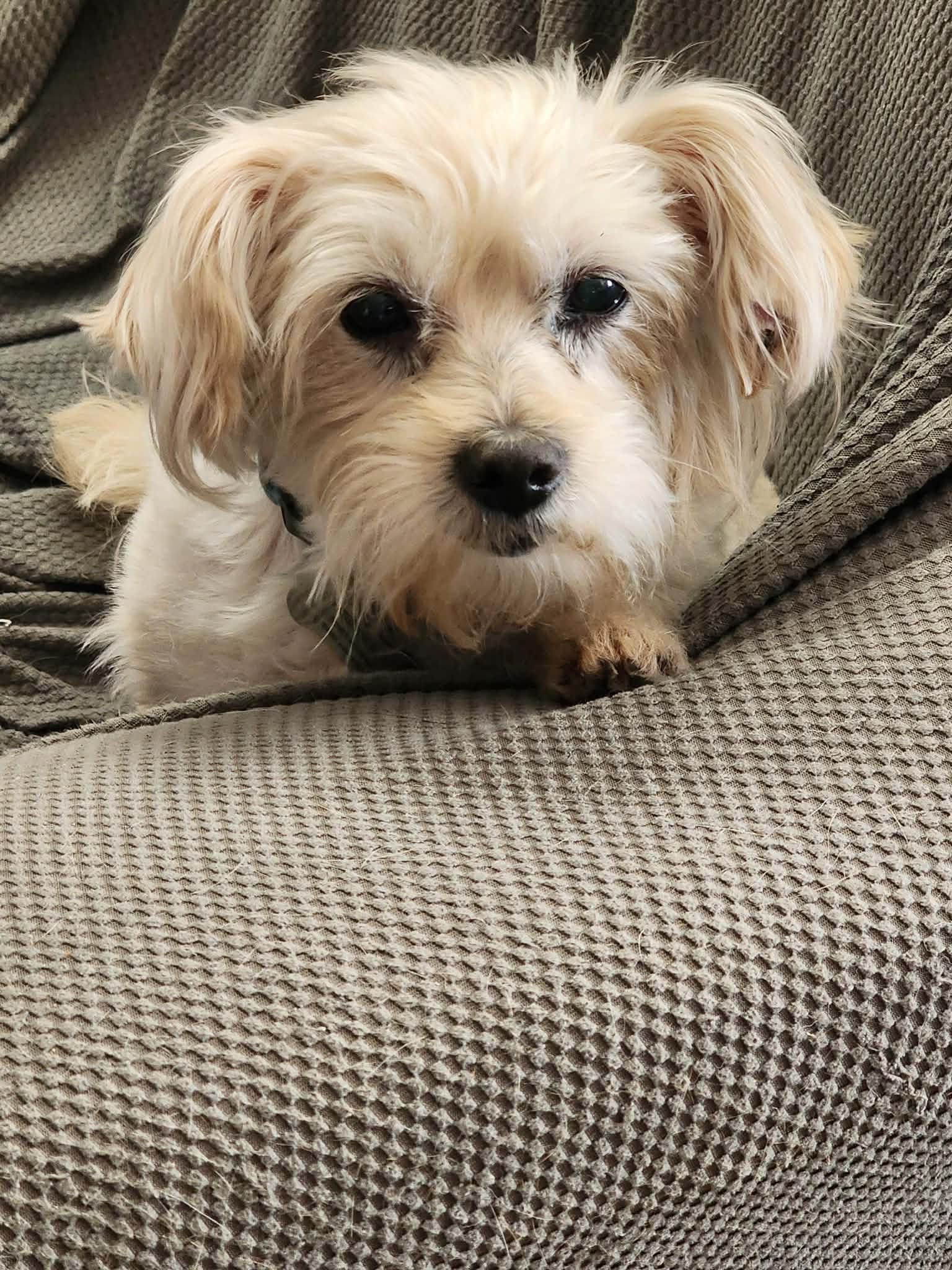 Sugar, adopted, Senior Female Maltese.