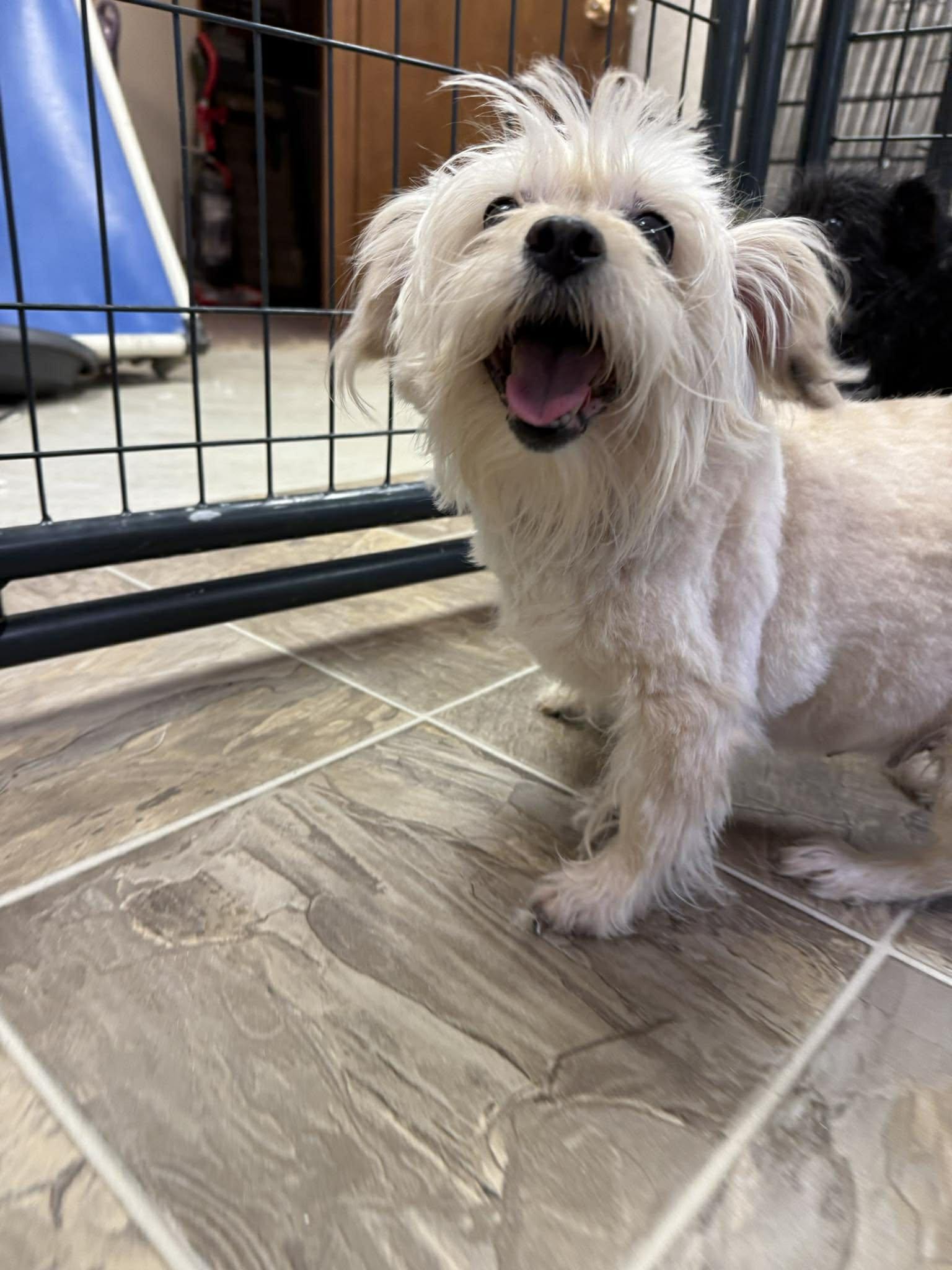 Enlarge Sugar, an adopted mixed breed in Grand Forks, ND image 2/3
