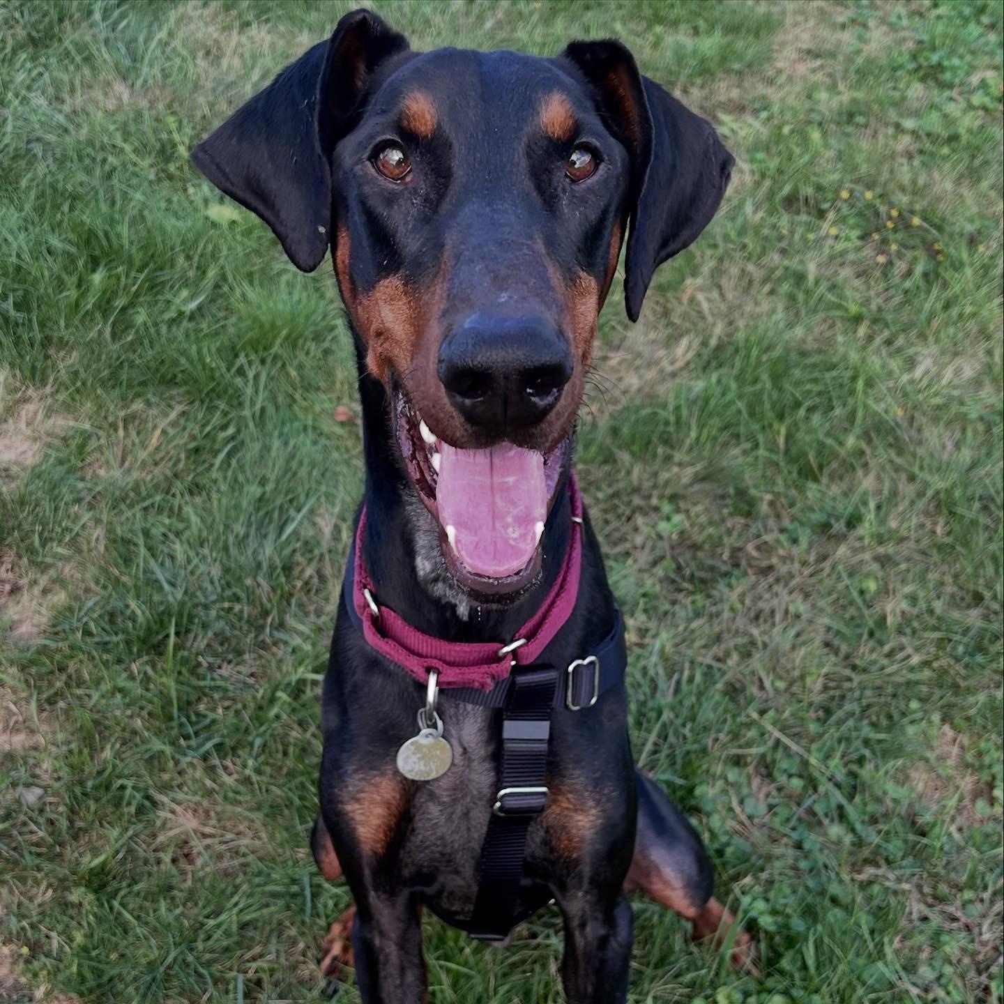 Enlarge Bryce, a Adoptable Doberman Pinscher in Columbus, OH image 1/2