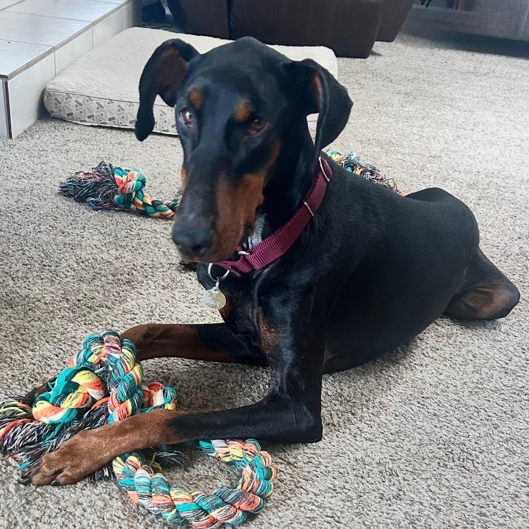 Enlarge Bryce, a Adoptable Doberman Pinscher in Columbus, OH image 2/2