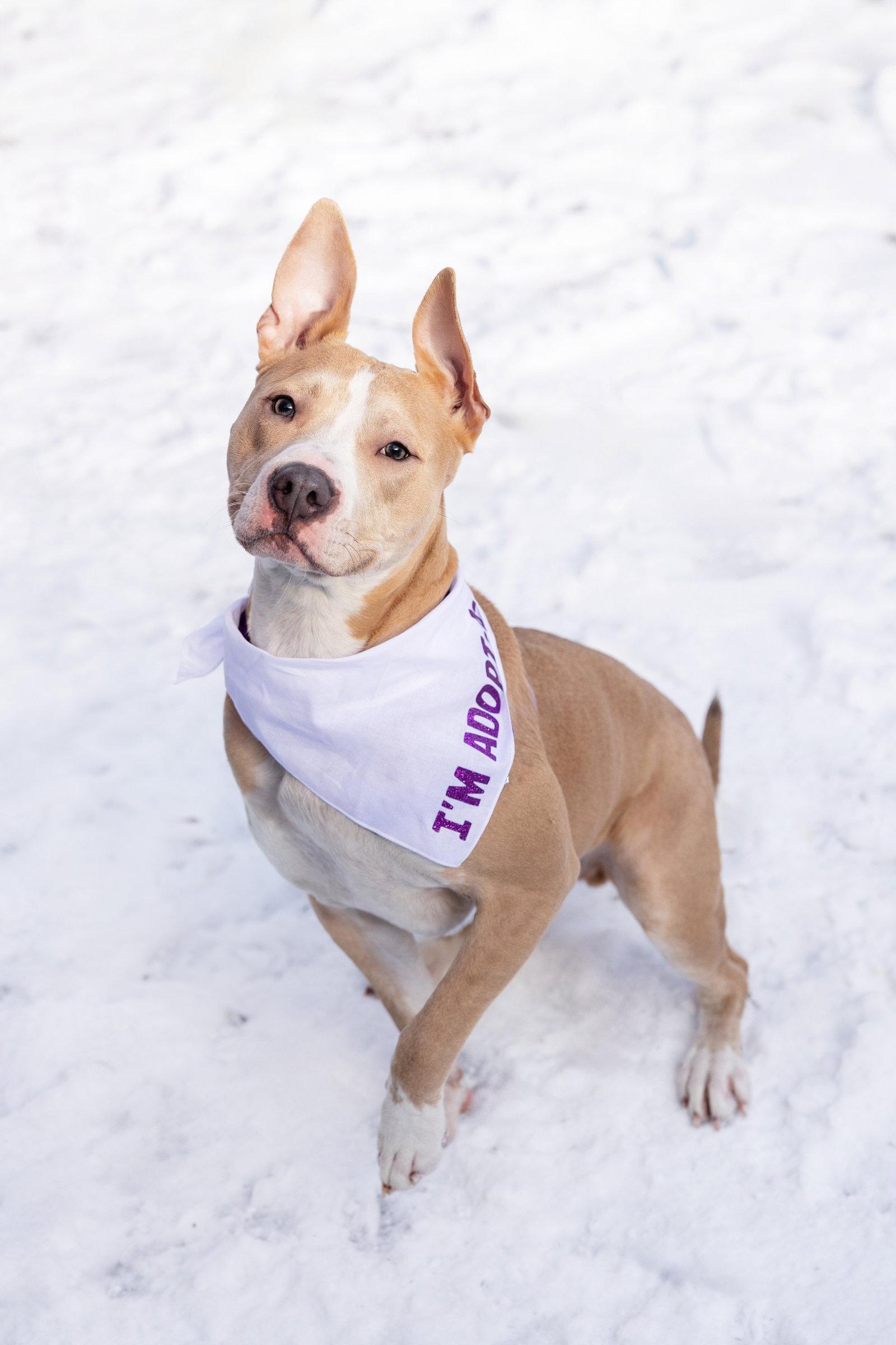 Enlarge Radar, a Adoptable Pit Bull Terrier in Crete, IL image 1/3