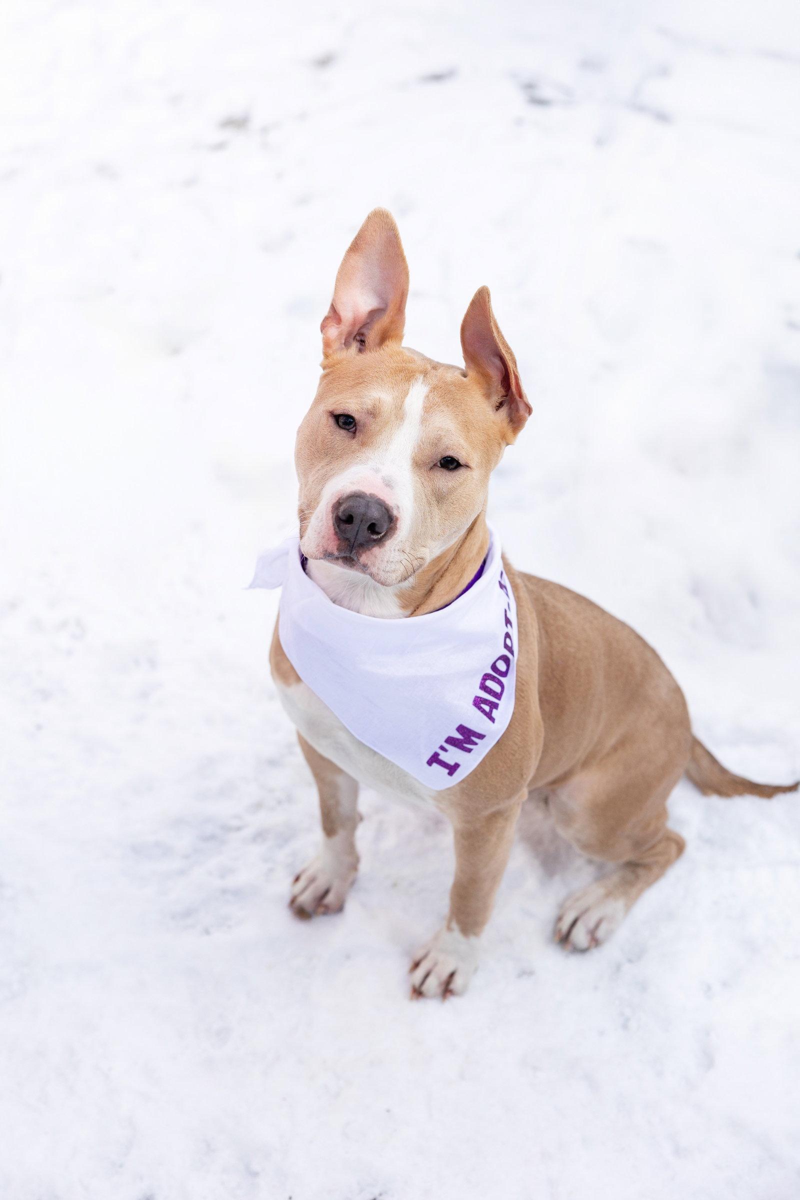 Enlarge Radar, a Adoptable Pit Bull Terrier in Crete, IL image 2/3
