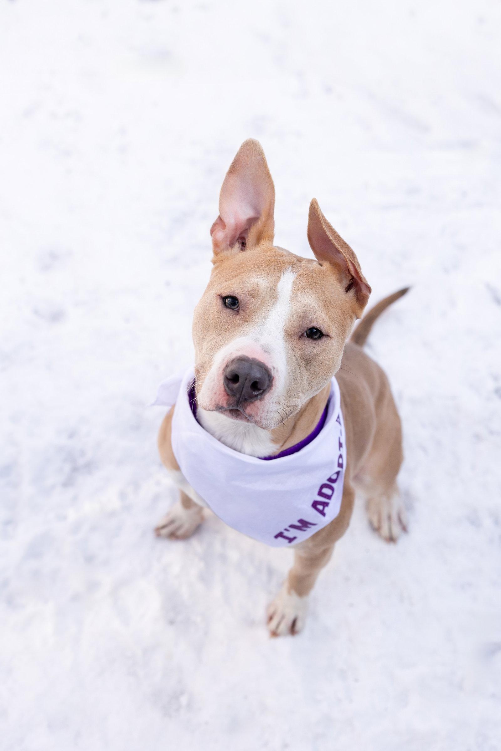 Enlarge Radar, a Adoptable Pit Bull Terrier in Crete, IL image 3/3