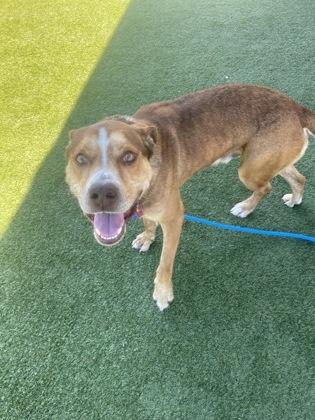 Dwayne, Adoptable, Adult Male Mixed Breed & Mixed Breed.