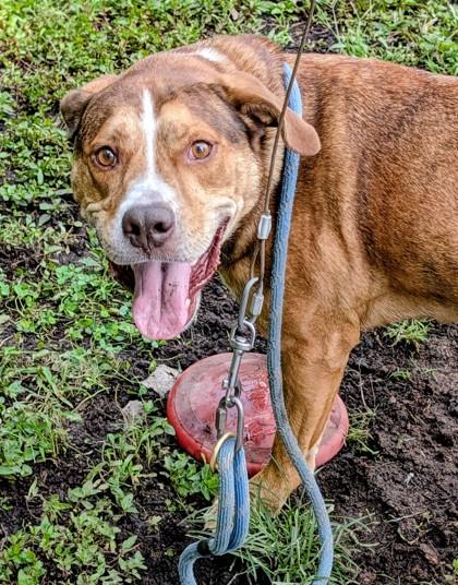 Enlarge Dwayne, a Adoptable mixed breed in Independence, MO image 2/3