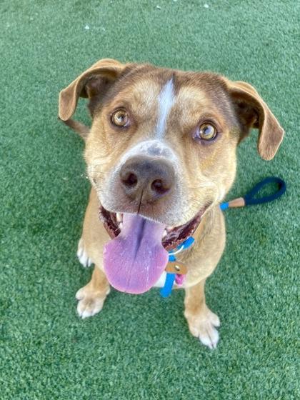 Enlarge Dwayne, a Adoptable mixed breed in Independence, MO image 3/3