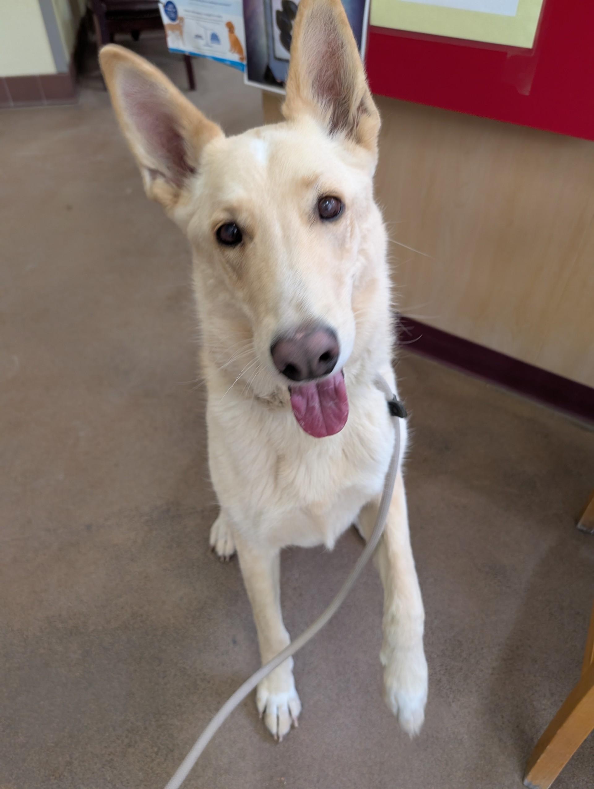 Secret, Adult Male German Shepherd Dog