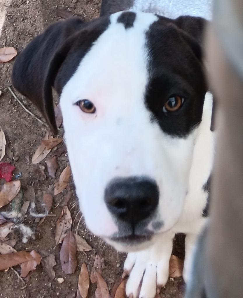 NOVA, Adoptable, Puppy Female Pointer.