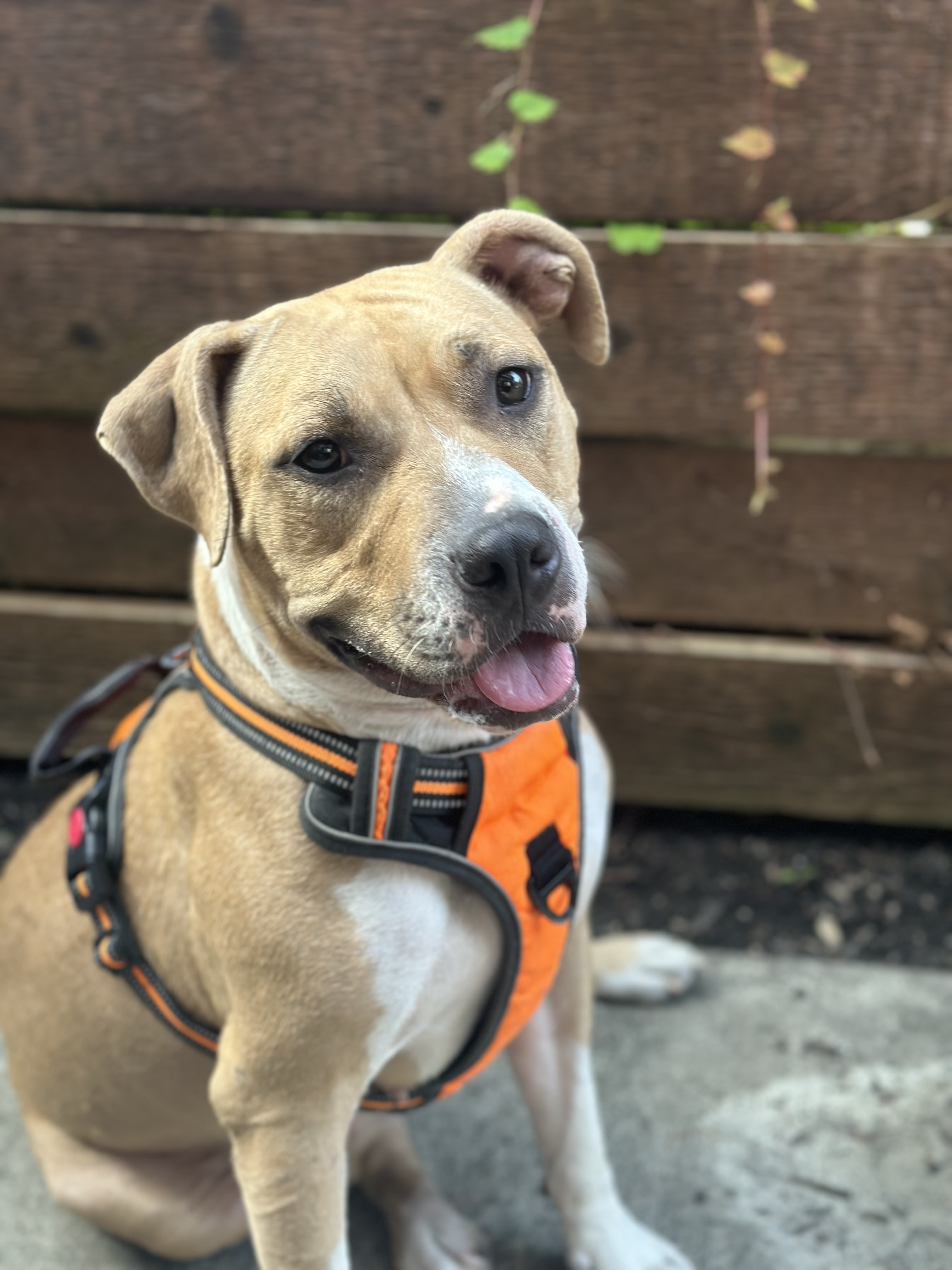 Dog for adoption Calli, a Mixed Breed in Pleasant Ridge, MI Petfinder