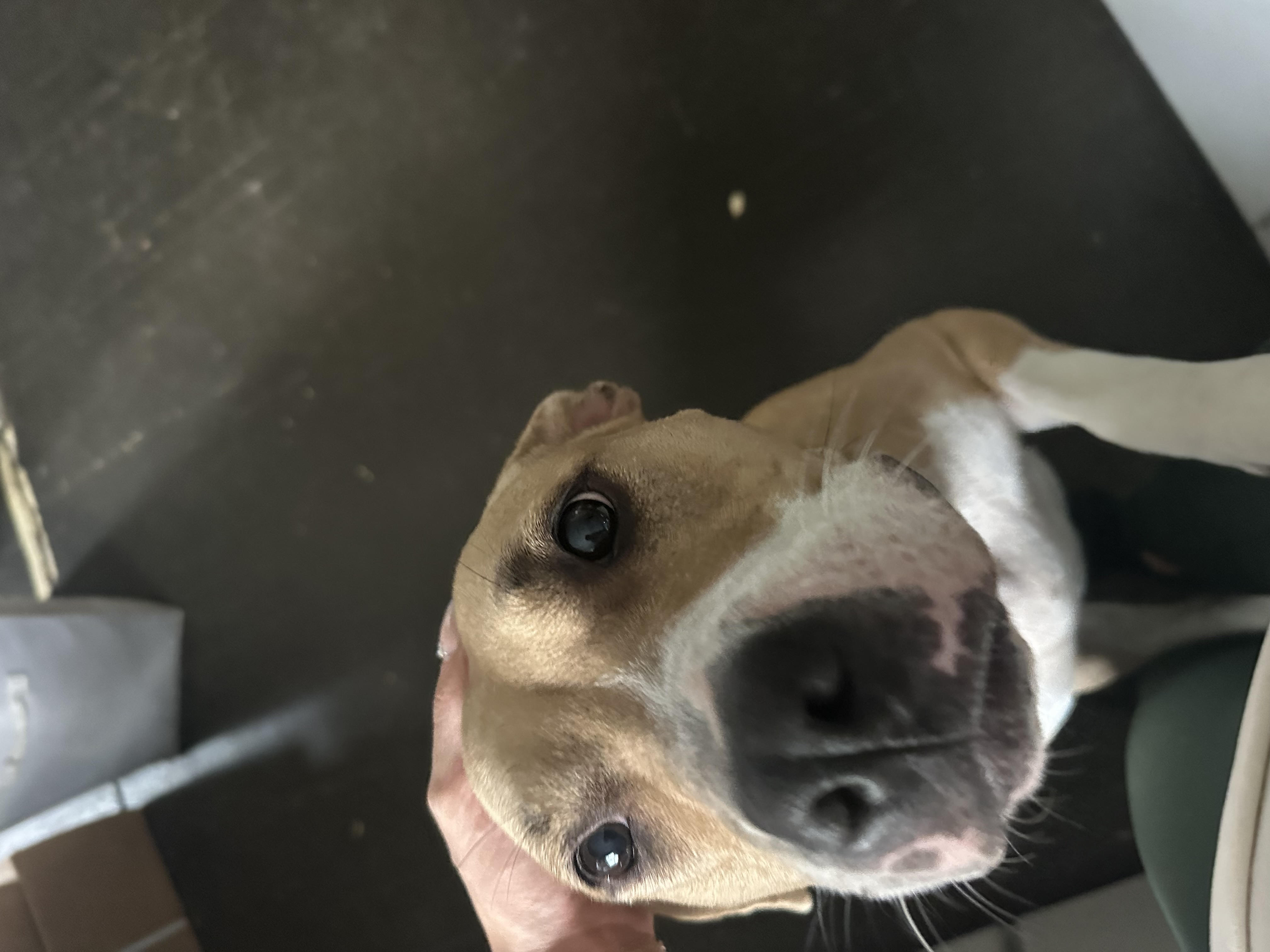 Dog for adoption Calli, a Mixed Breed in Pleasant Ridge, MI Petfinder